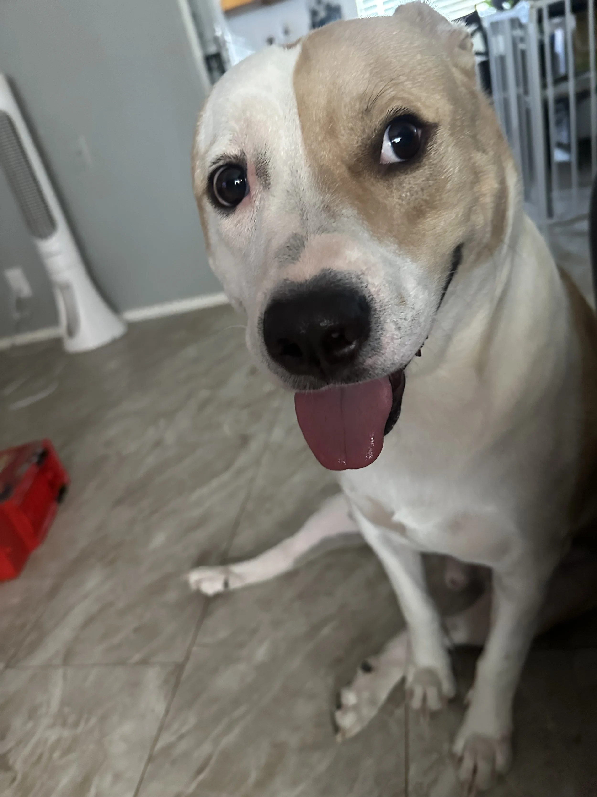 I've had TJ since he was 3 weeks old.