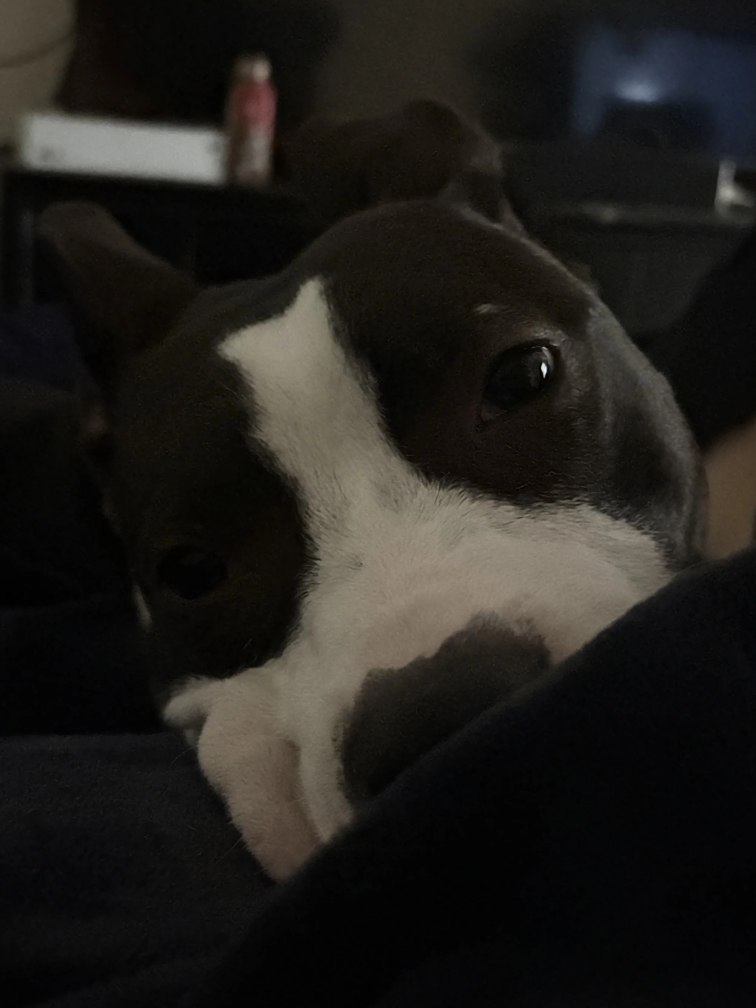 Savannah is my world.