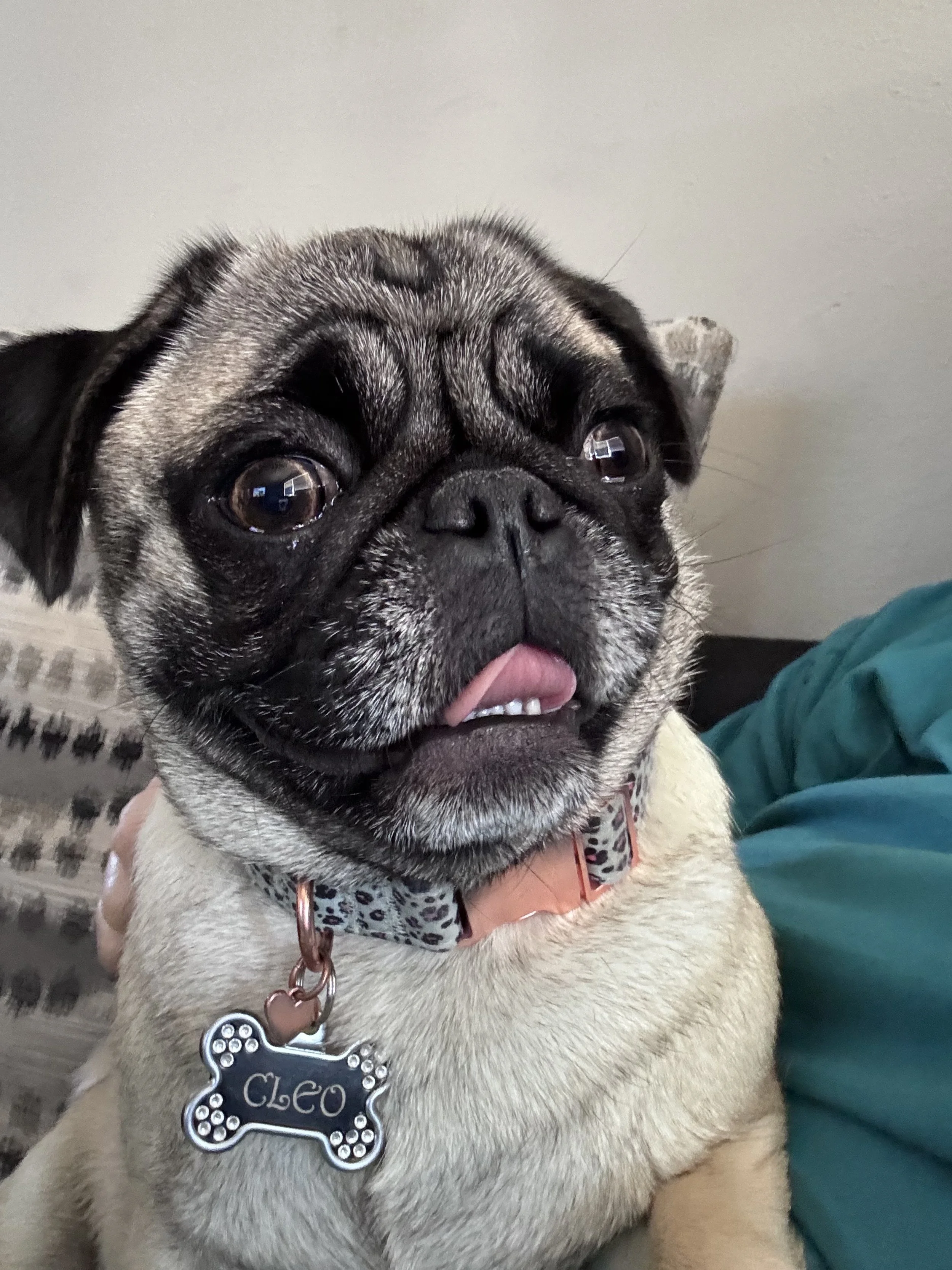 Cleo is my son's best friend