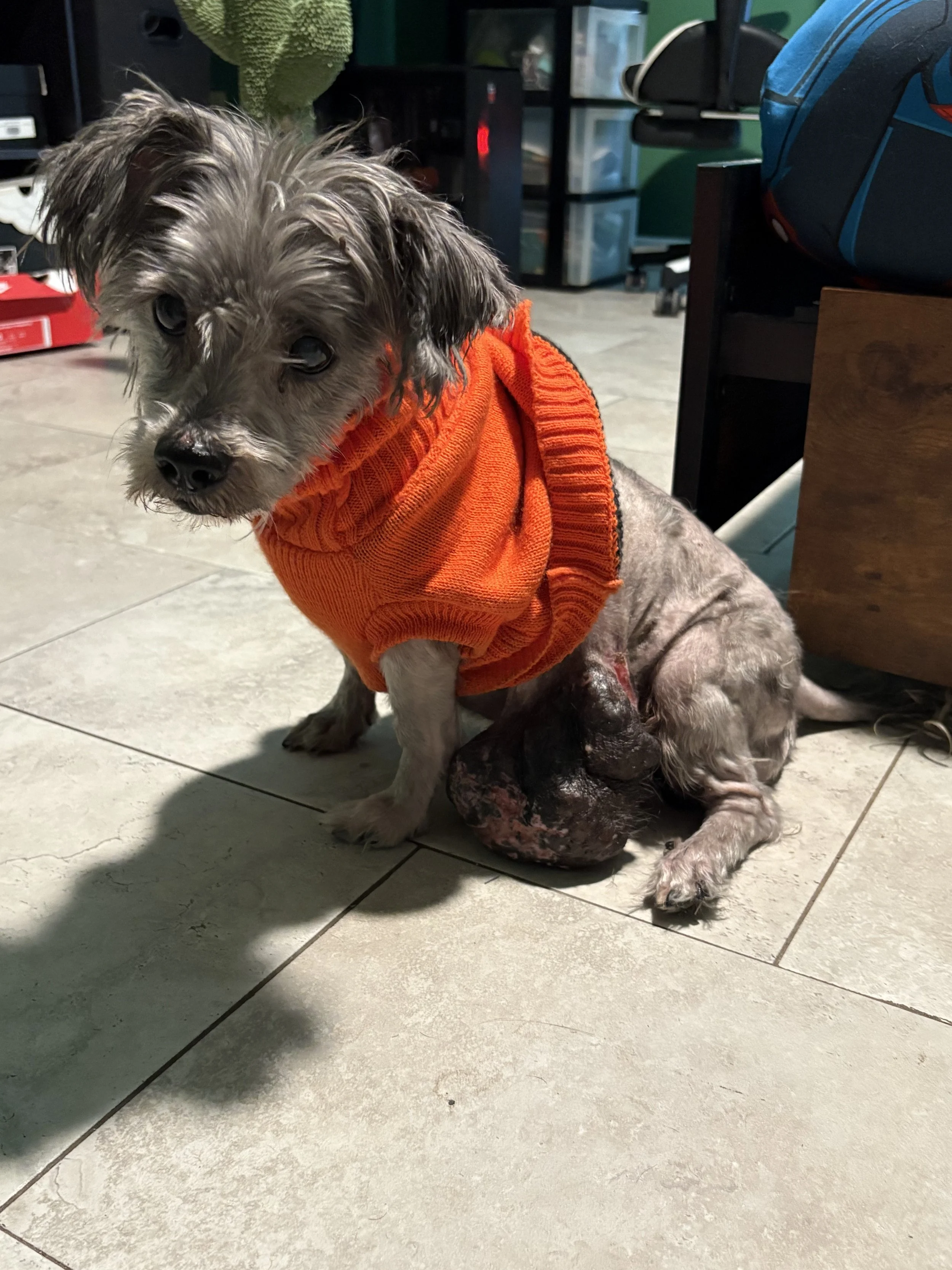 Thank you for helping save Asher!