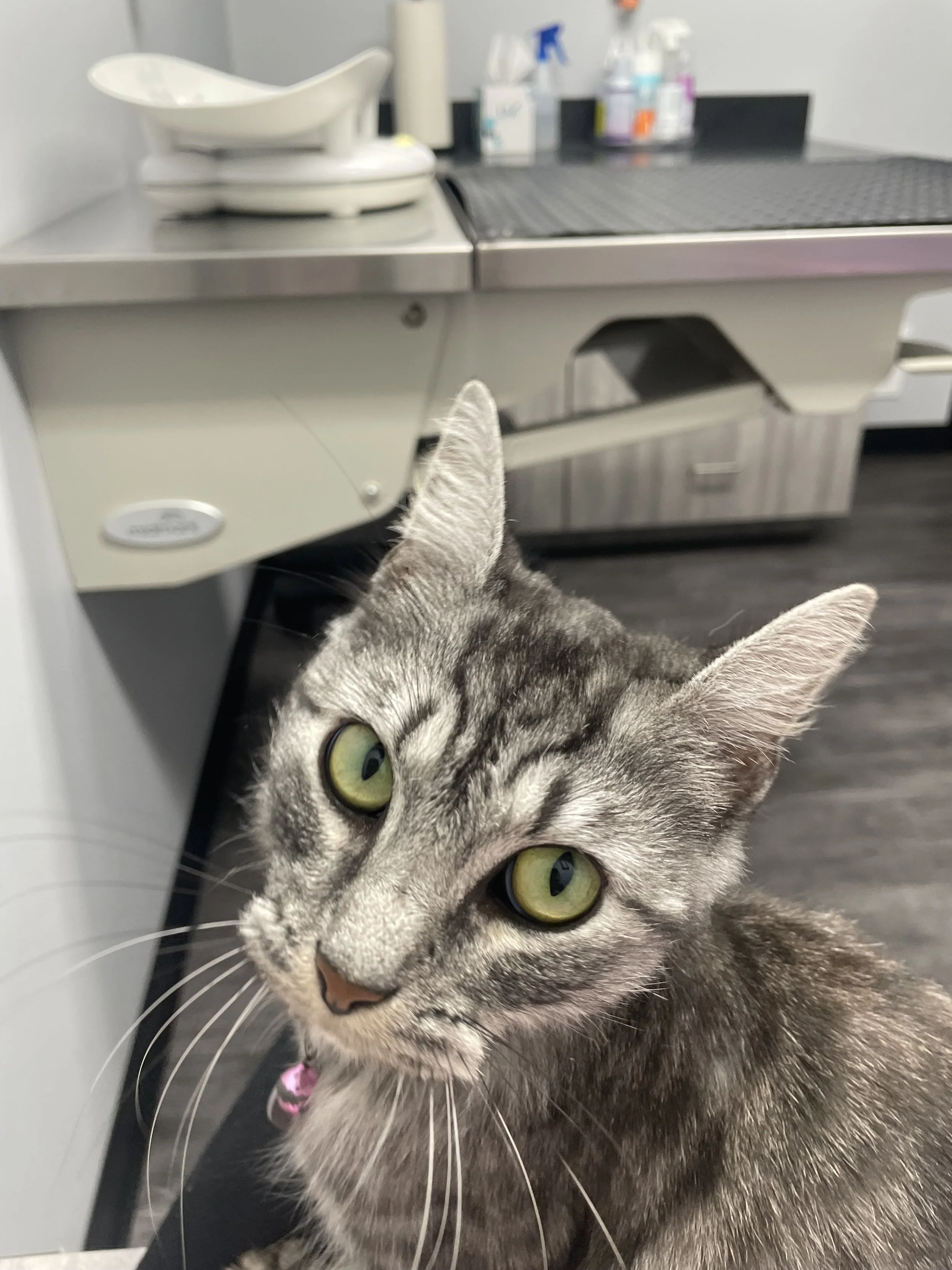 Mama Cat was in desperate need of emergency care.