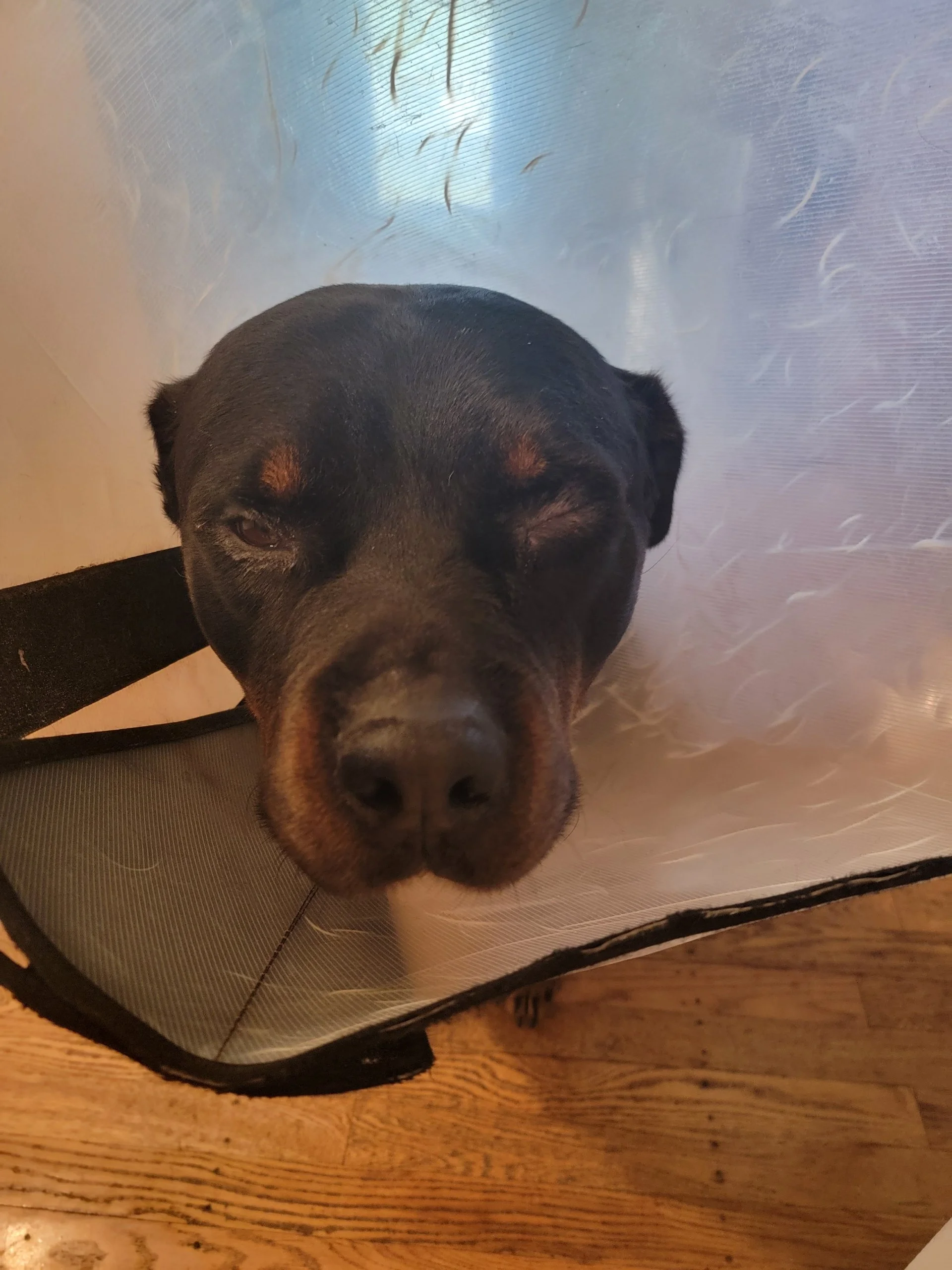 Because of your kindness and generosity, Tank received the care he desperately needed.