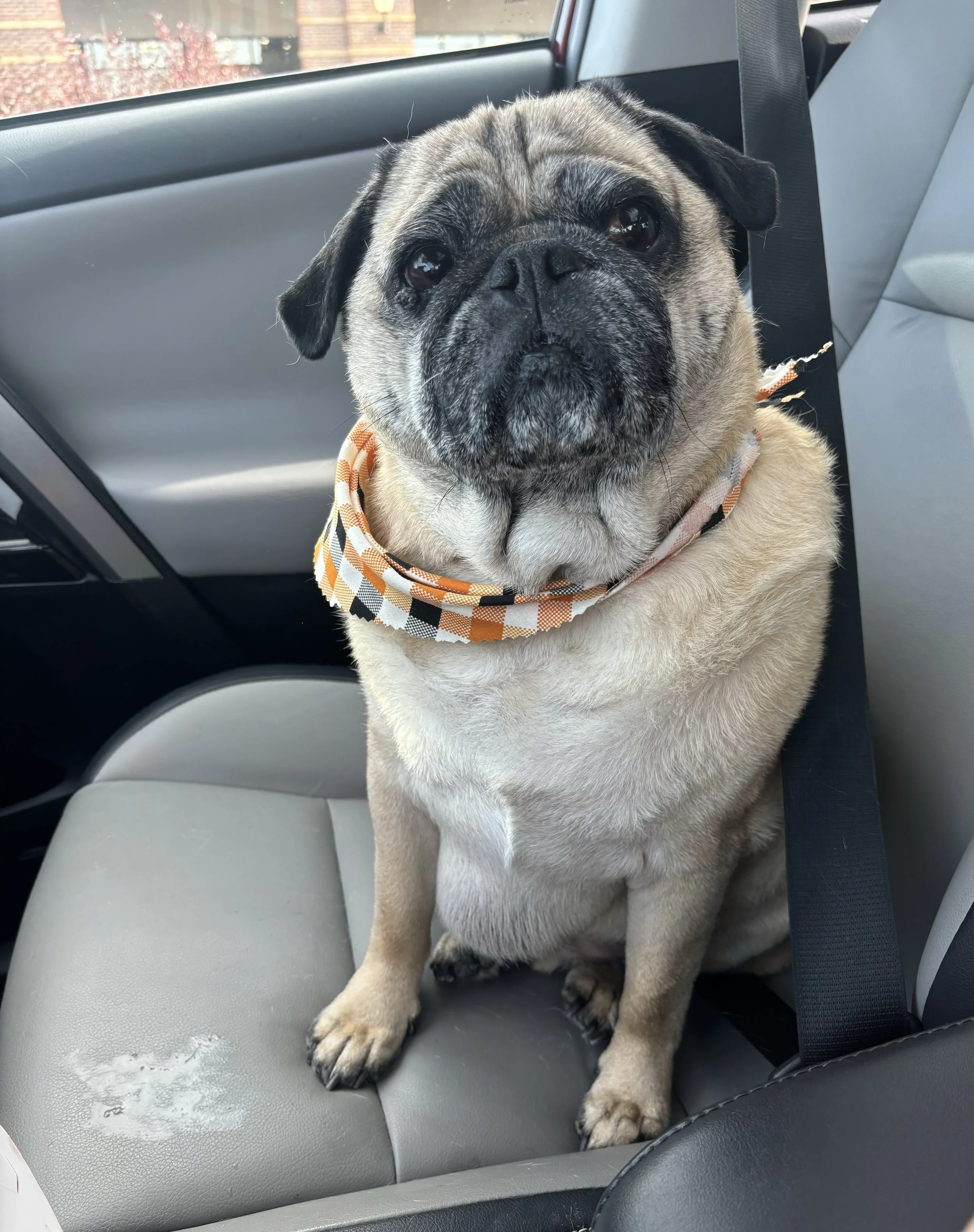 Harley enjoys life so much and is curious about everything.