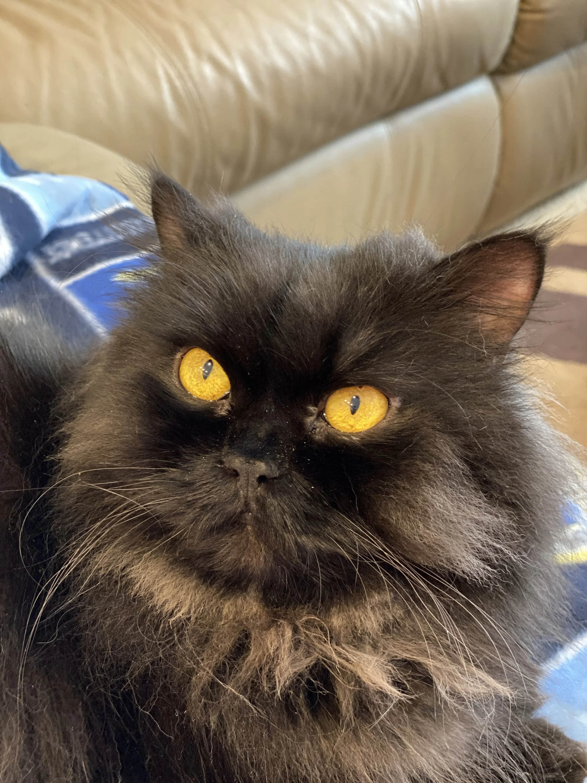 Persey is my baby boy