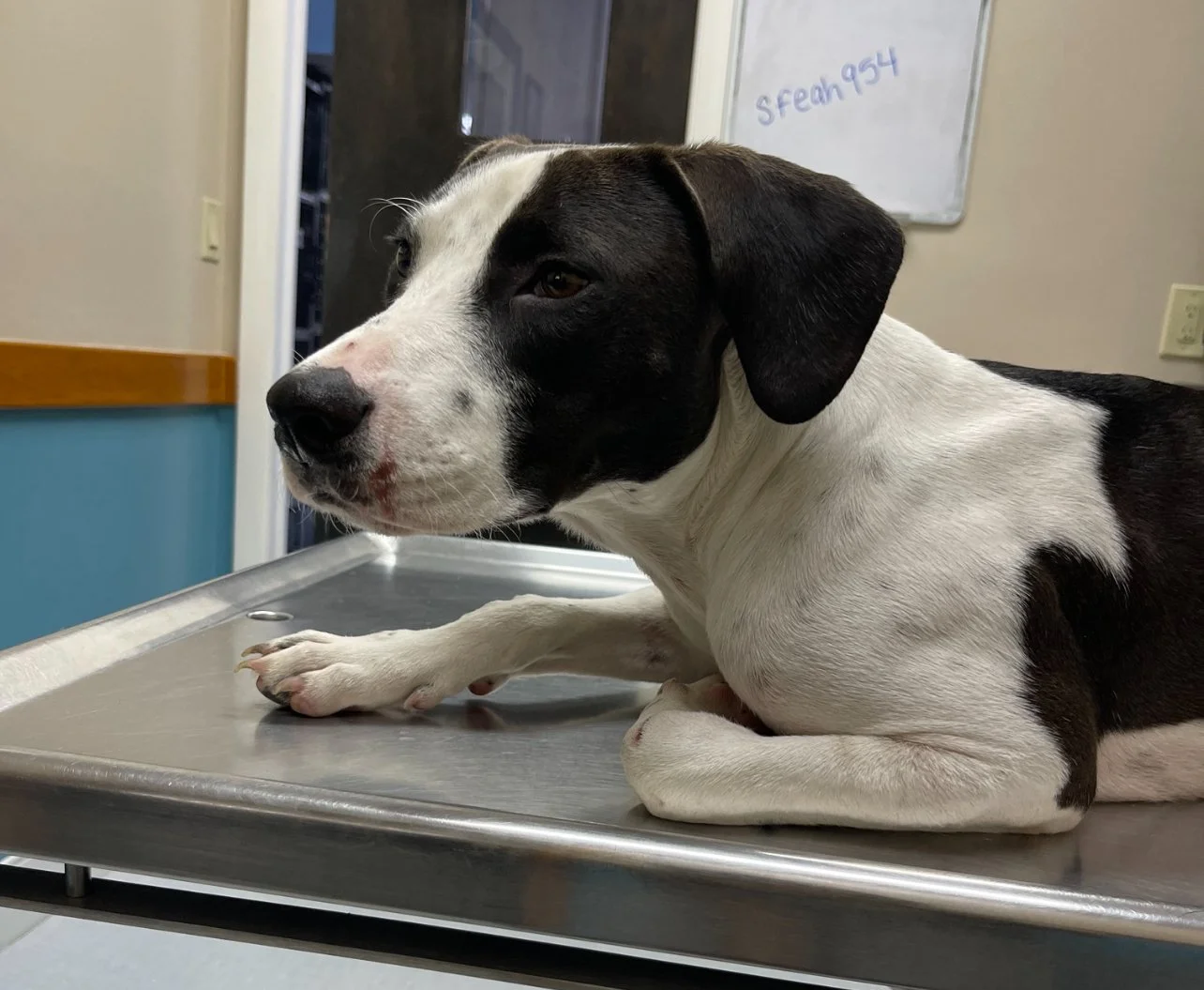 Thank you from the bottom of my heart for helping my sweet Shiloh. 