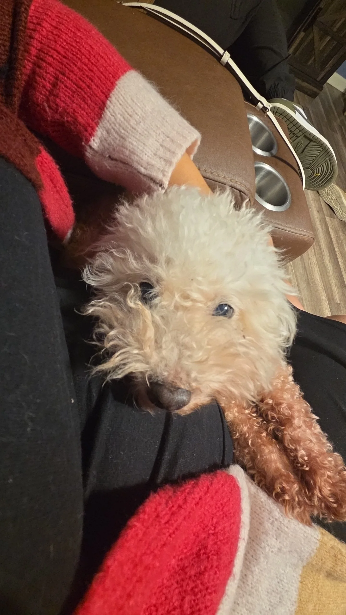 Thank you for helping Bella live pain free.