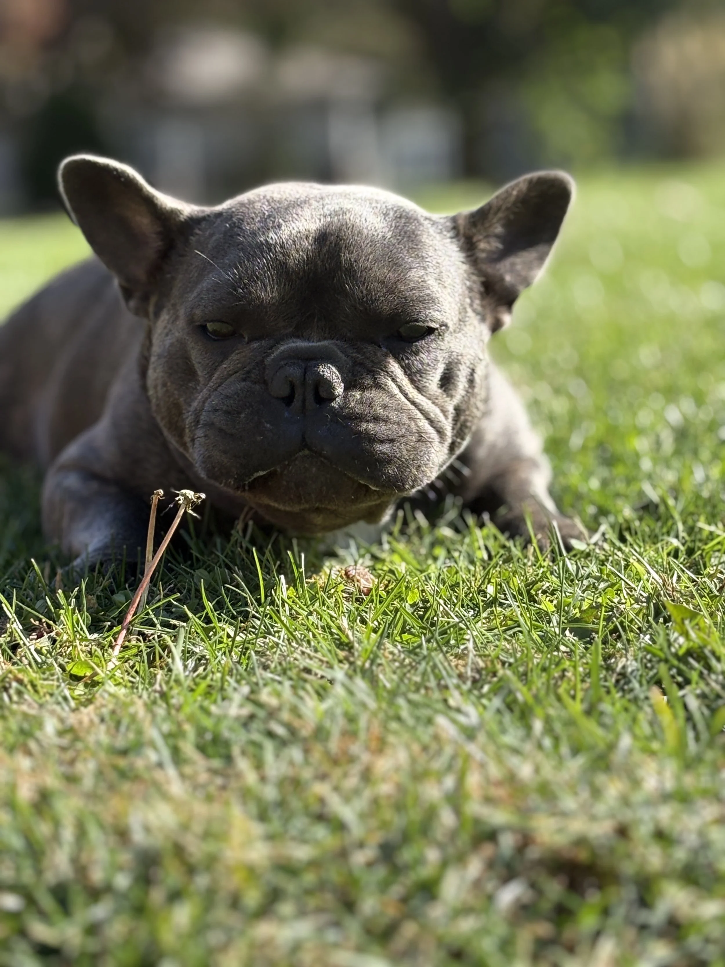 Thank-you so much for donating to our beloved family dog Ruger