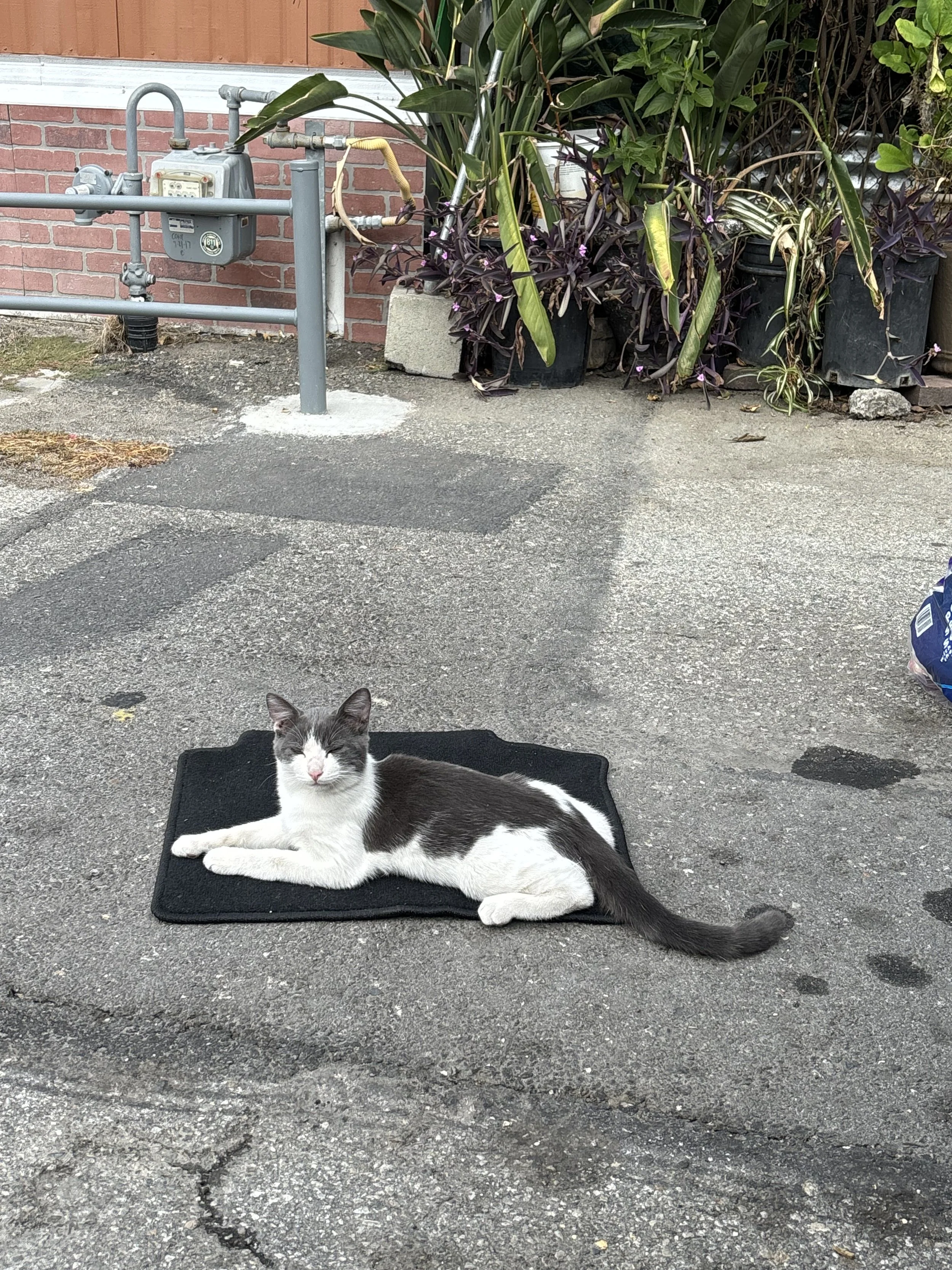 Thank you for helping Boba life a life free of pain.