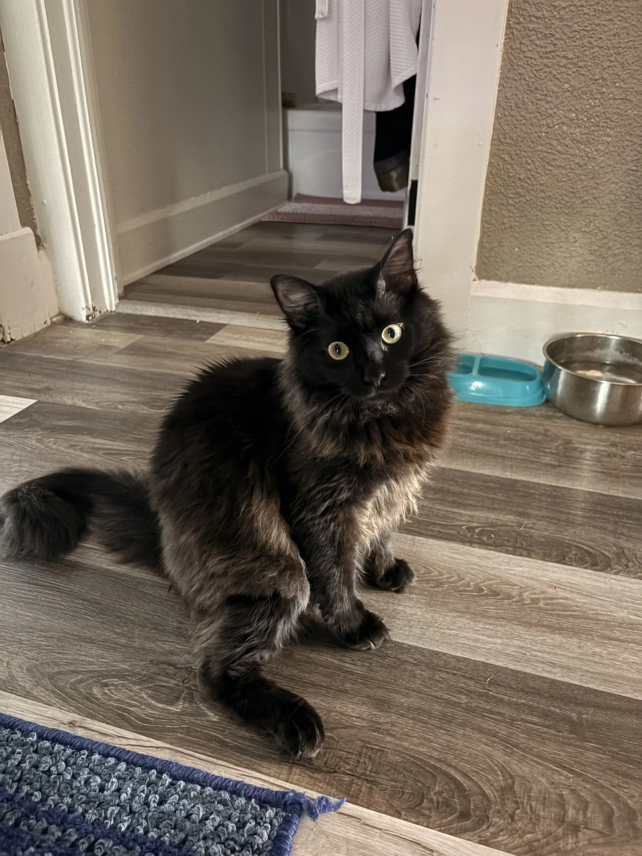 Jinkx is home safe and recovering well.