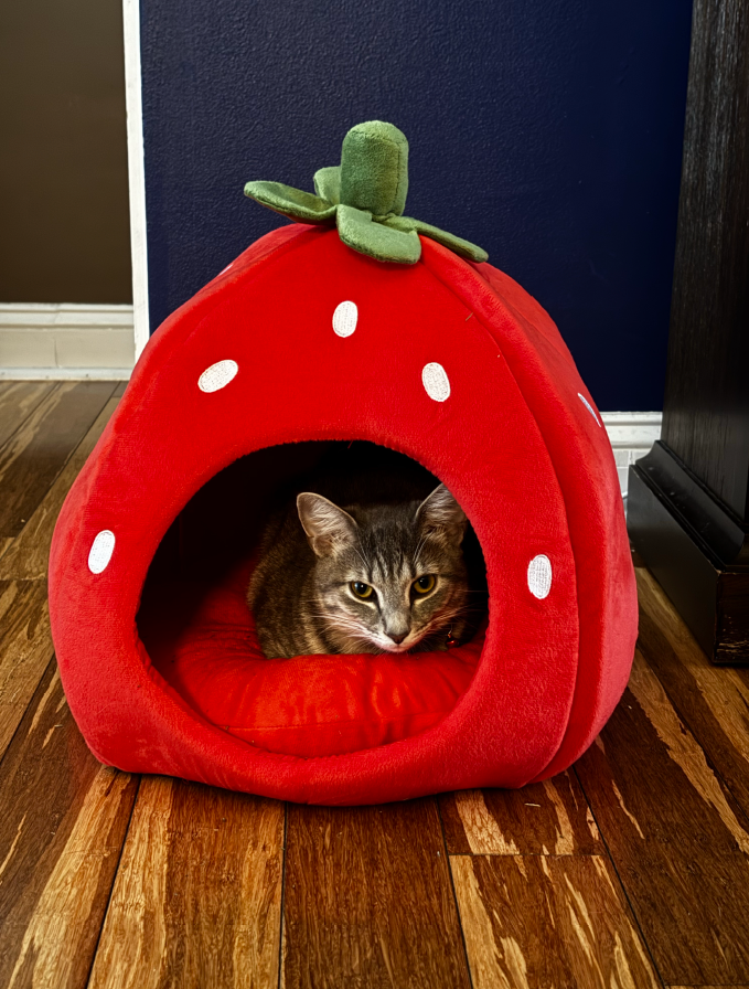 I want to thank the donors who have helped Lola get her life back.