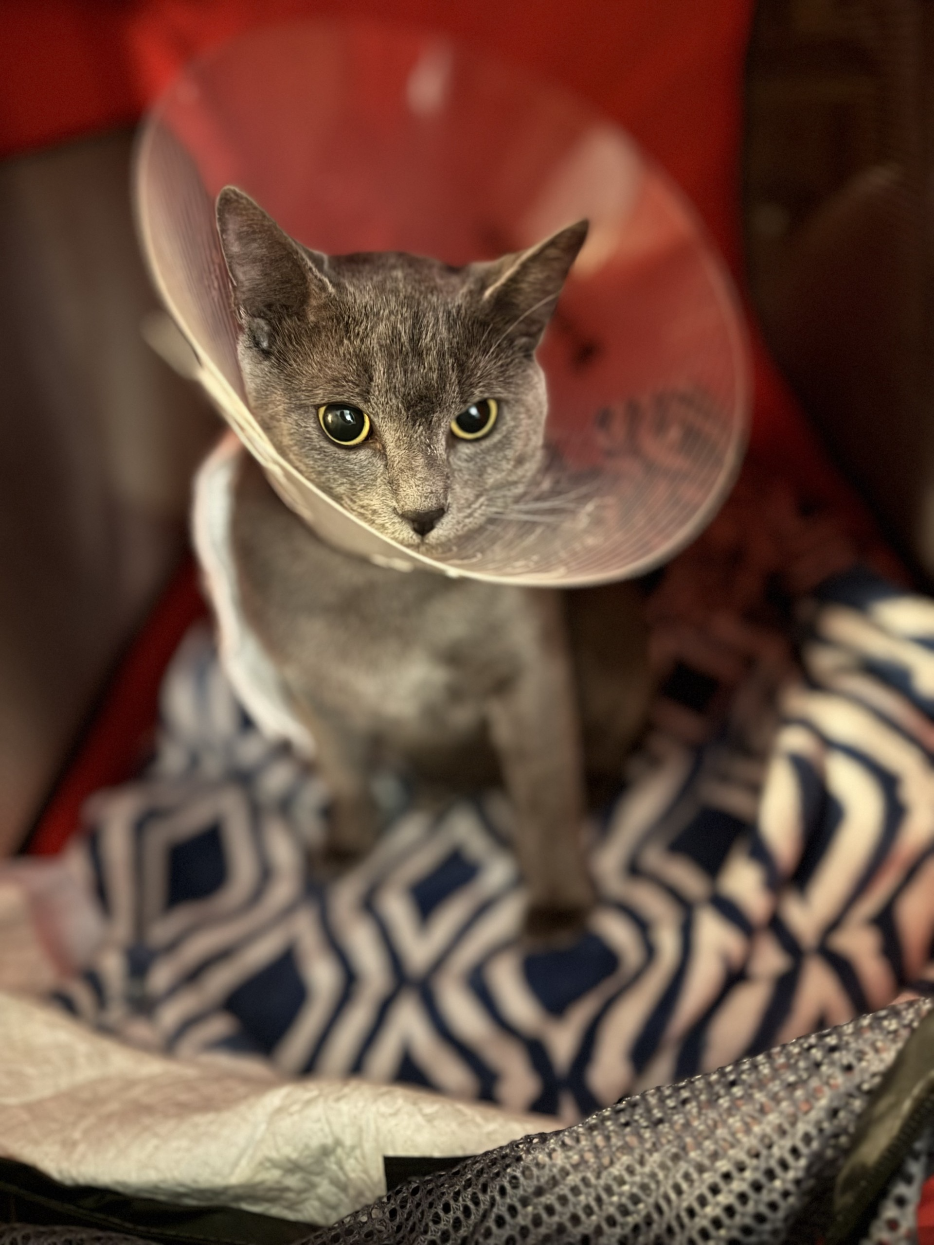 Thank you for being part of Blue’s miracle.