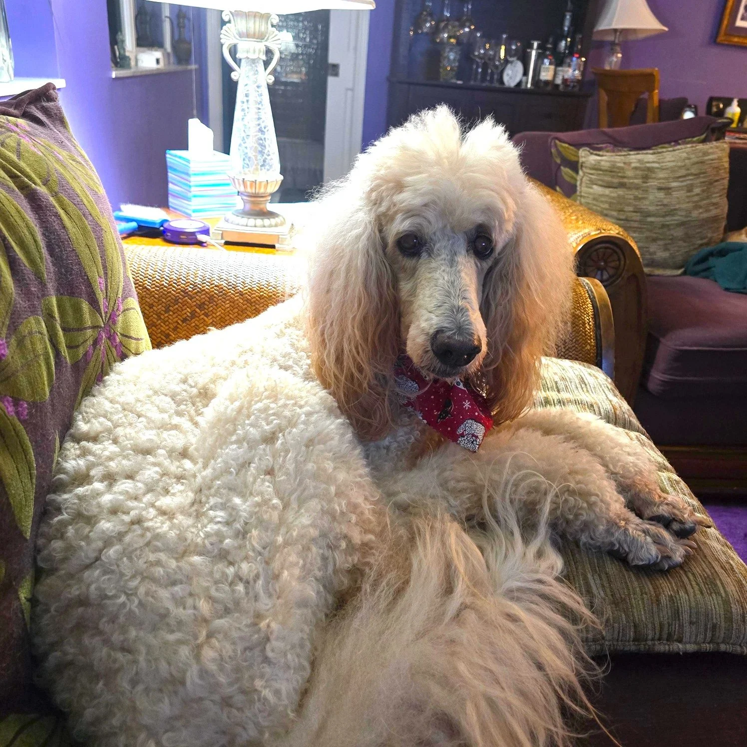 In Loving Memory of Ginger