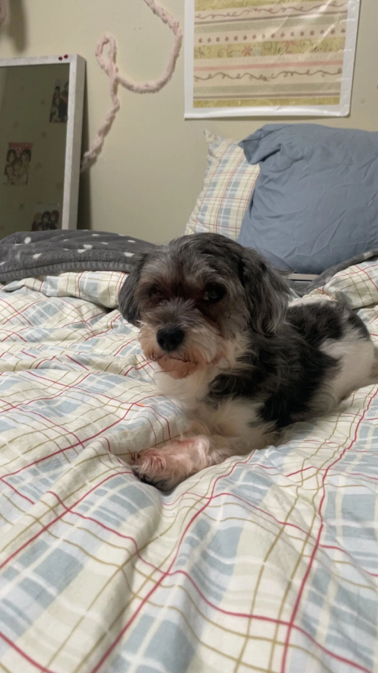 We truly appreciate you for saving our Bailey's life