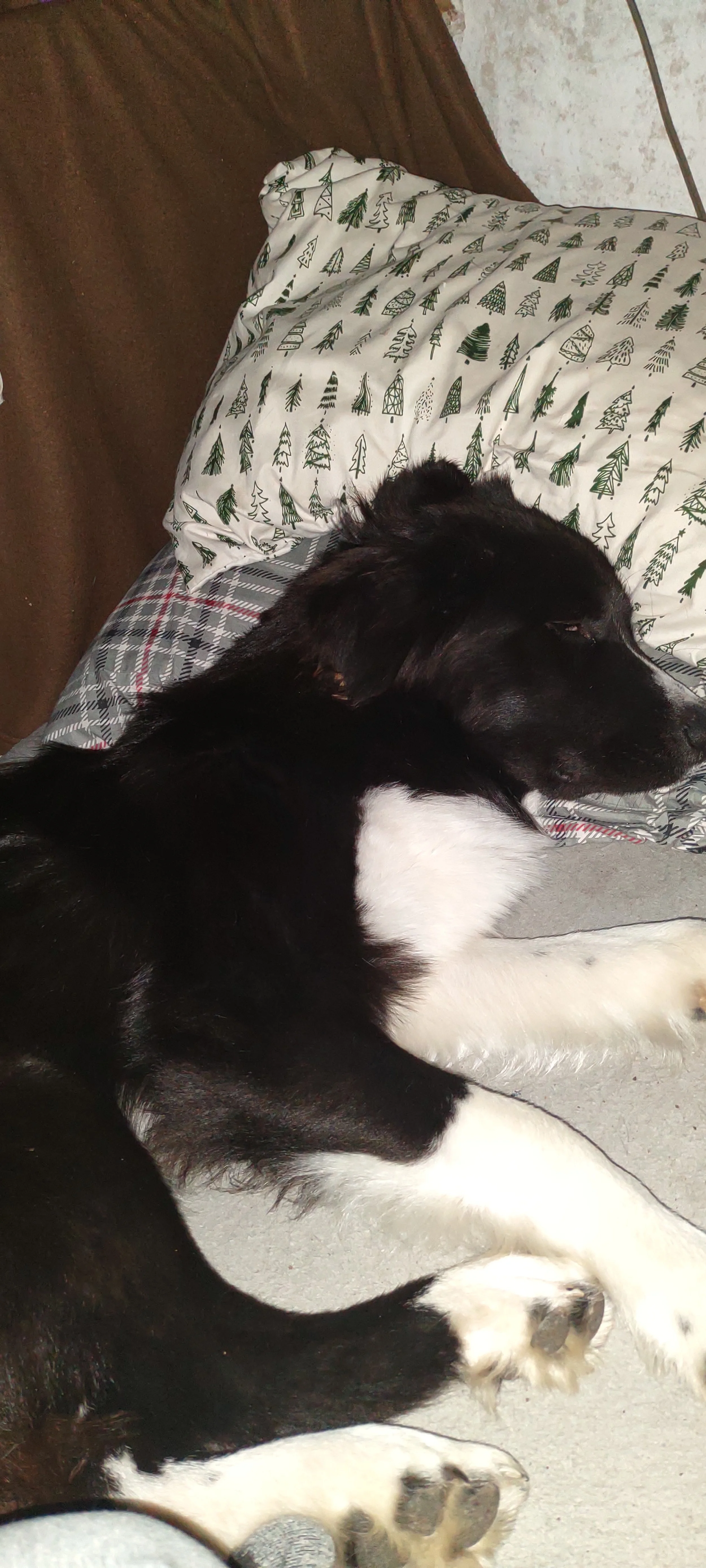 Y'all have helped save a young life in Oreo