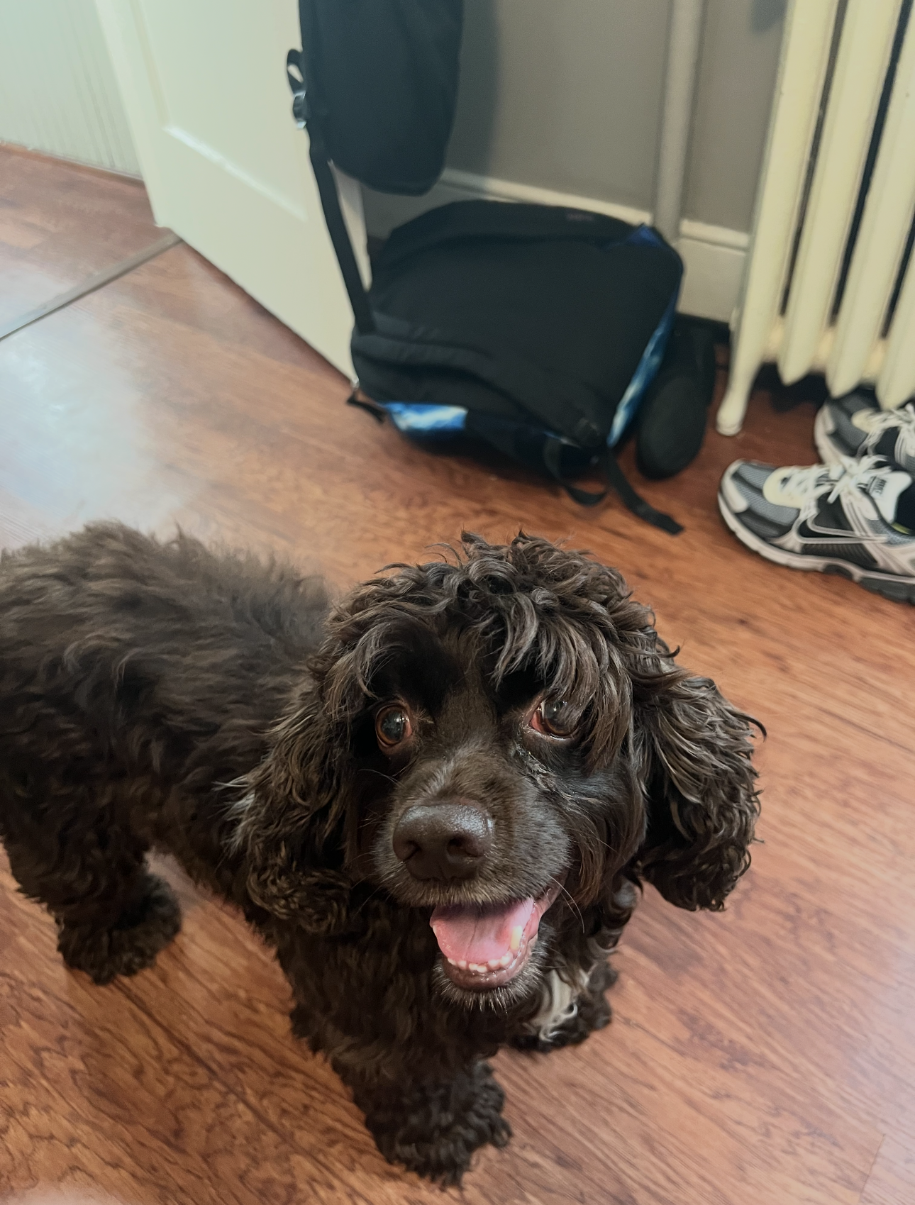 Milo is not just a dog. He is our family.