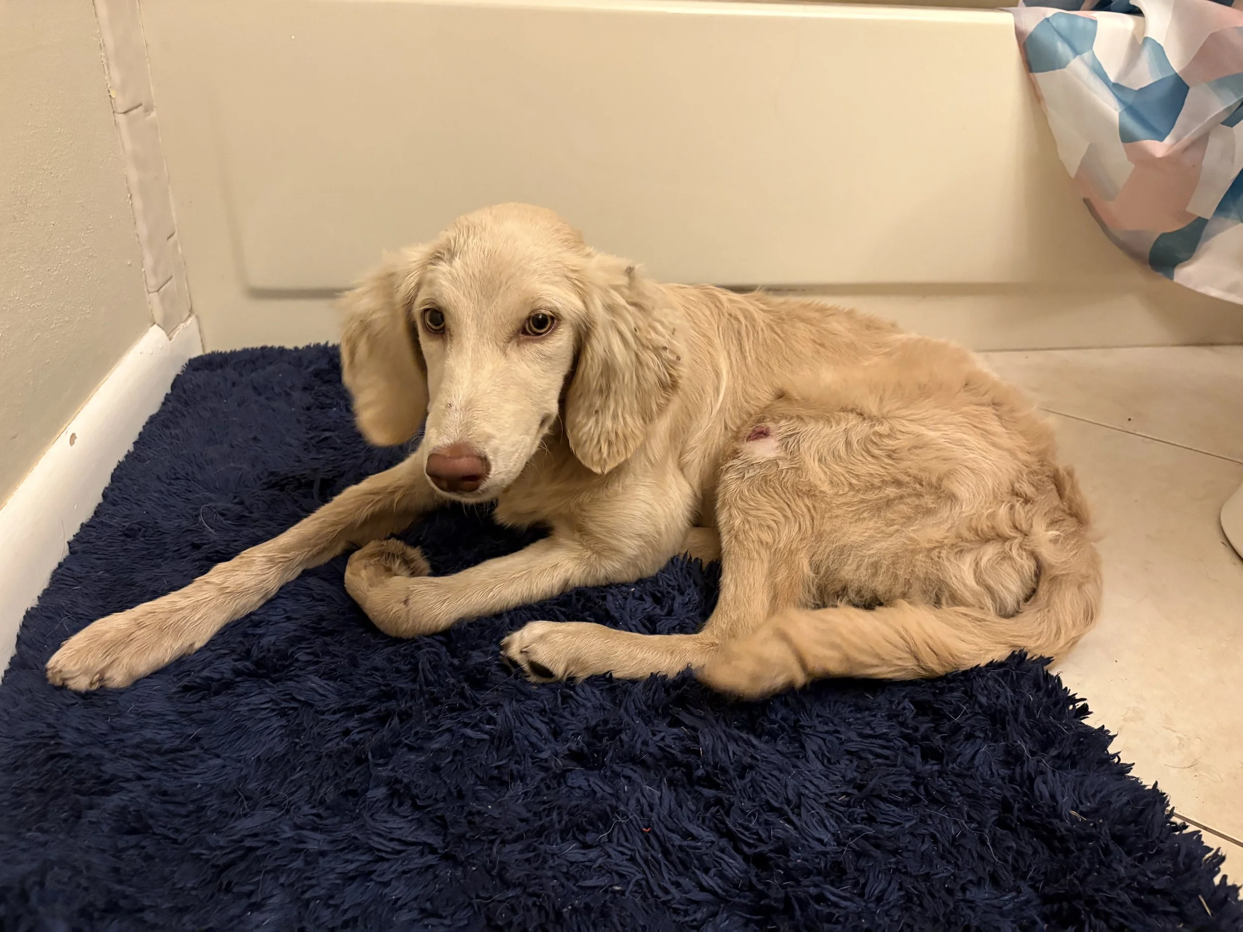 Thank you for helping Goldie!