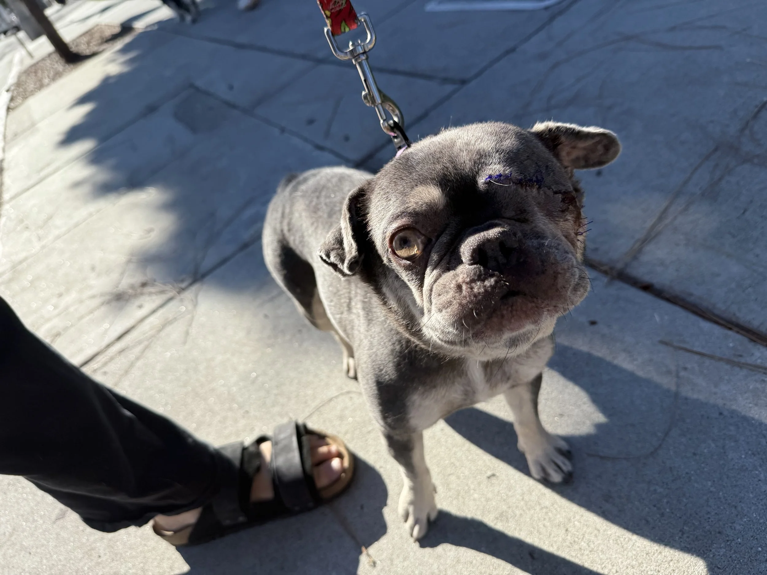 We are eternally grateful to get Wink healthy.