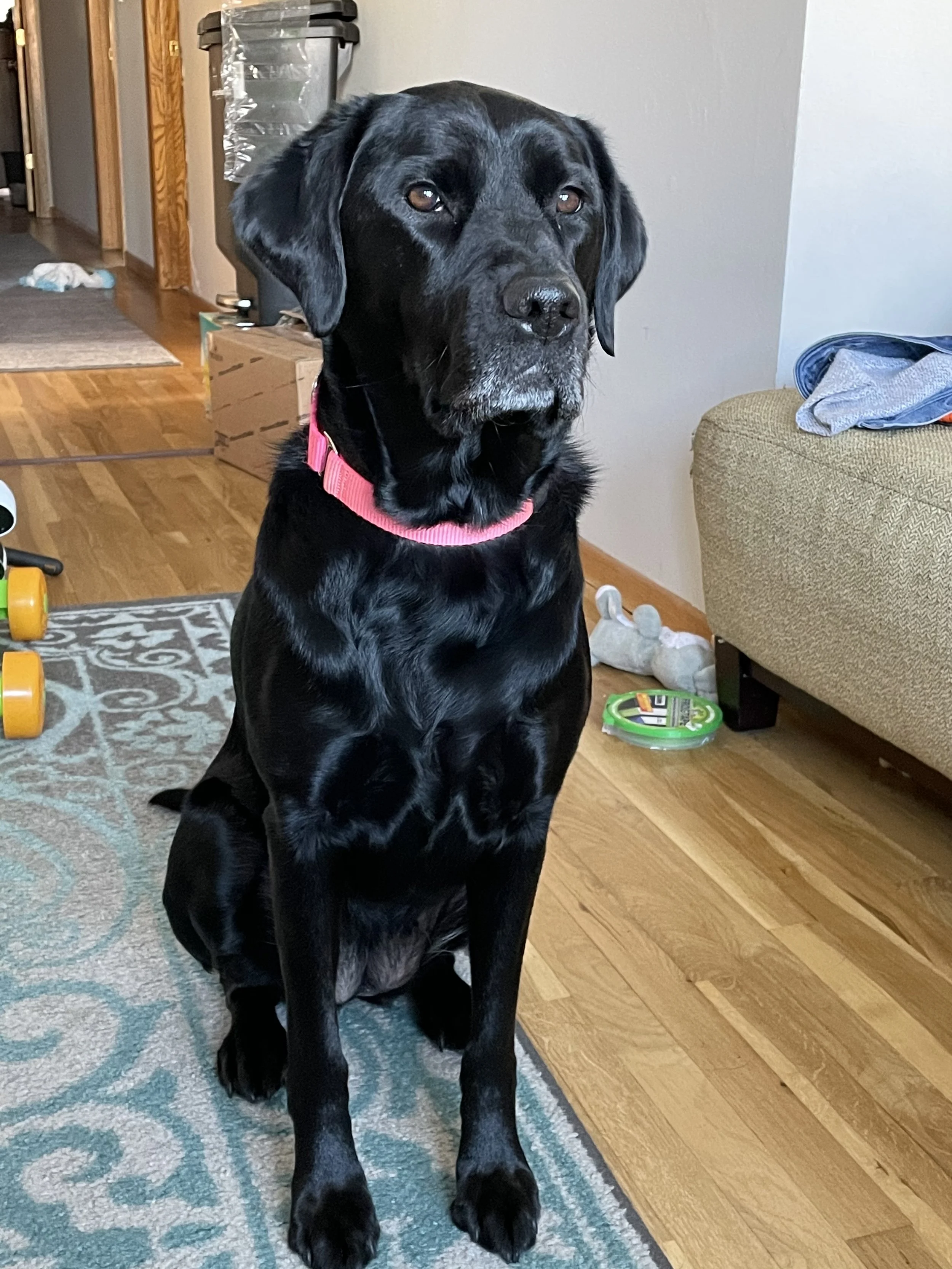 My dog Naya is a deeply loved member of my family