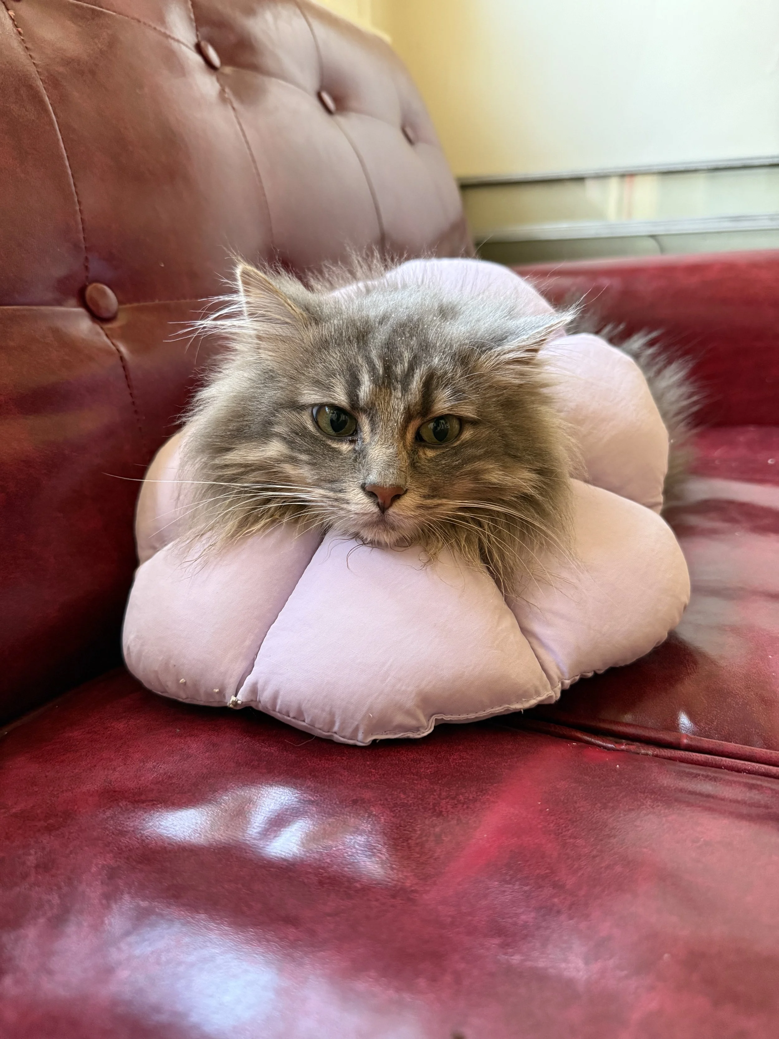 Thank you for caring about pets like Sitka and for helping families like mine.