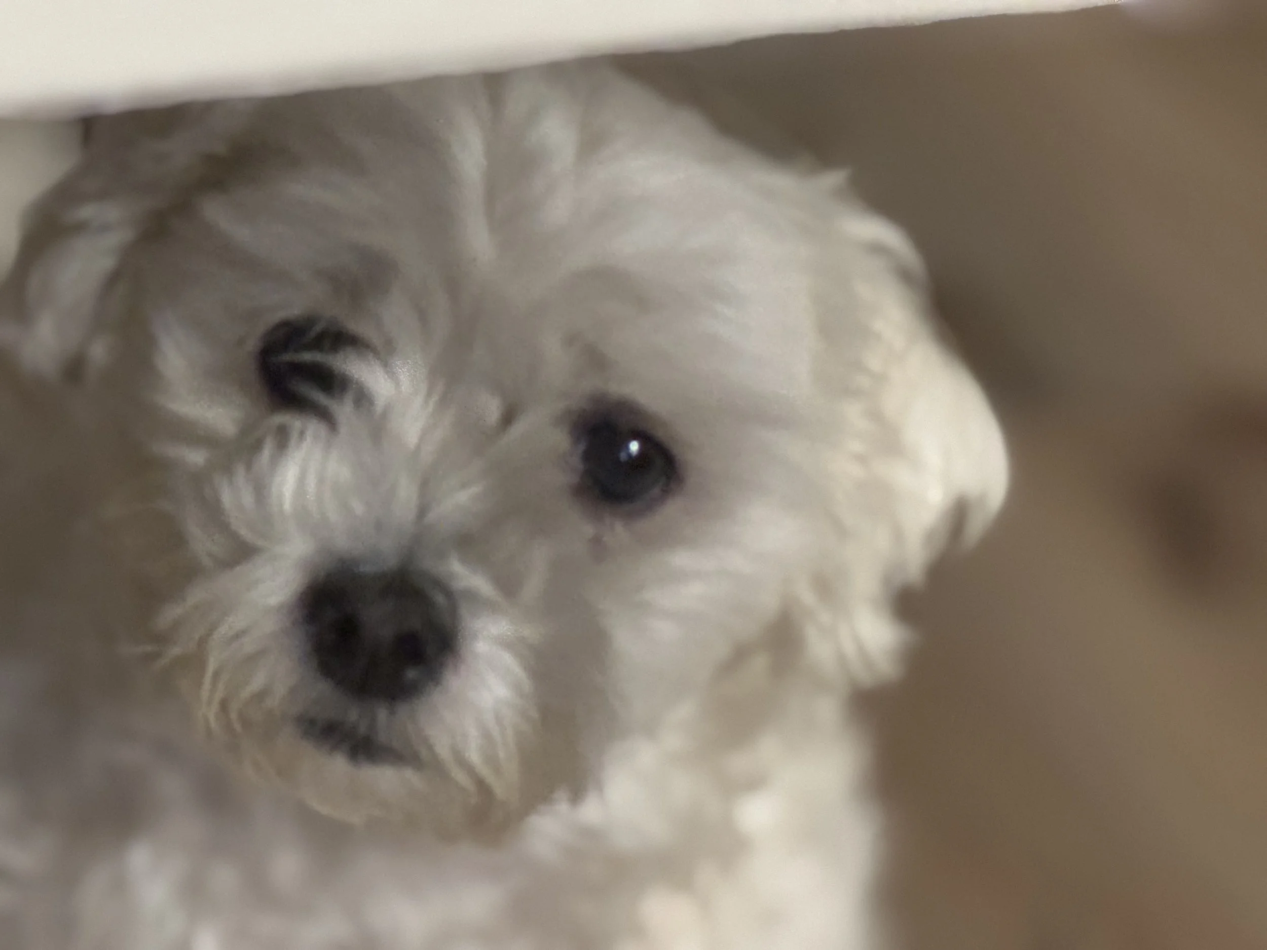 Thank you for helping Snow.