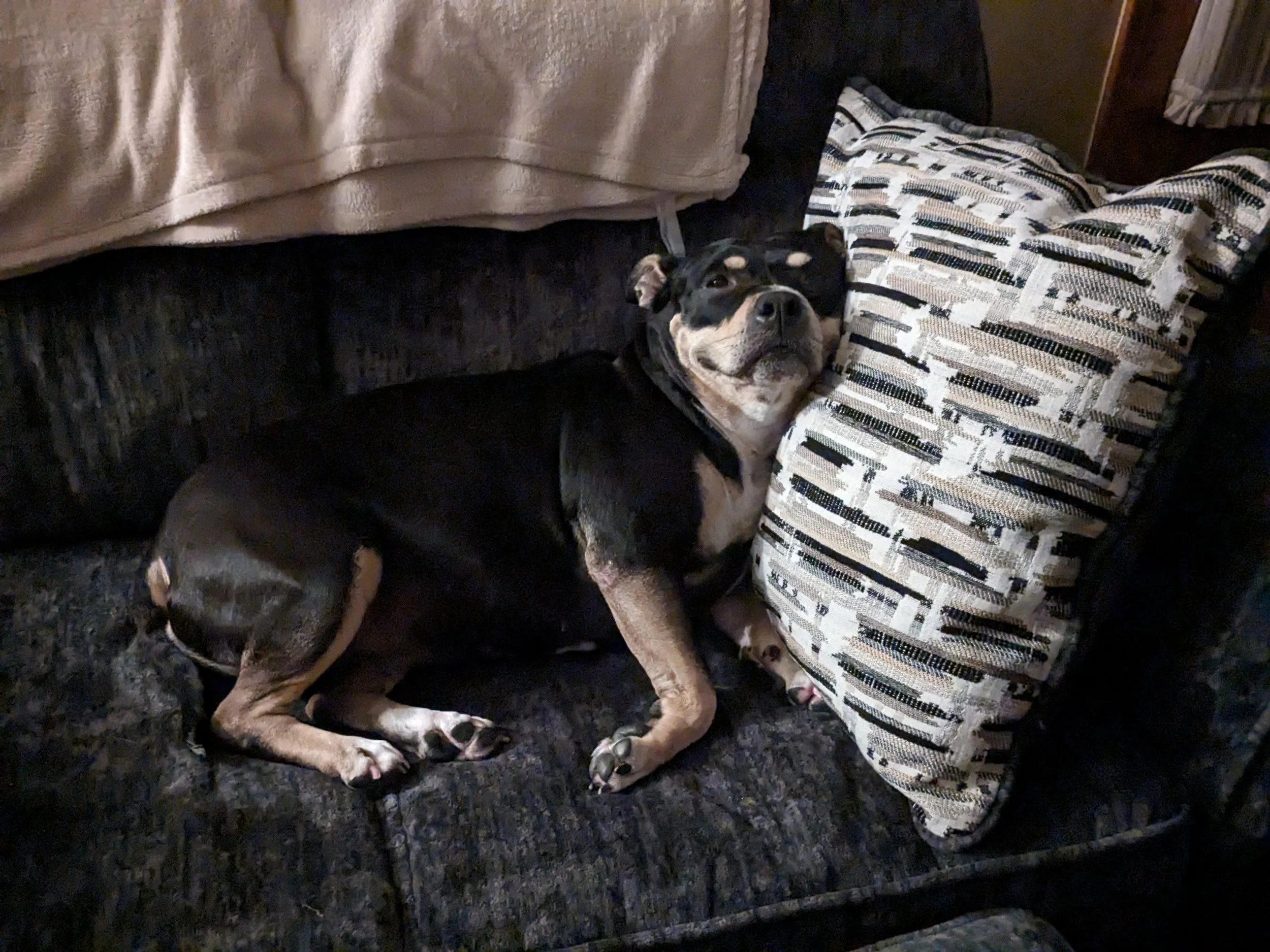 I can't thank you enough for helping with Sydney's surgery!