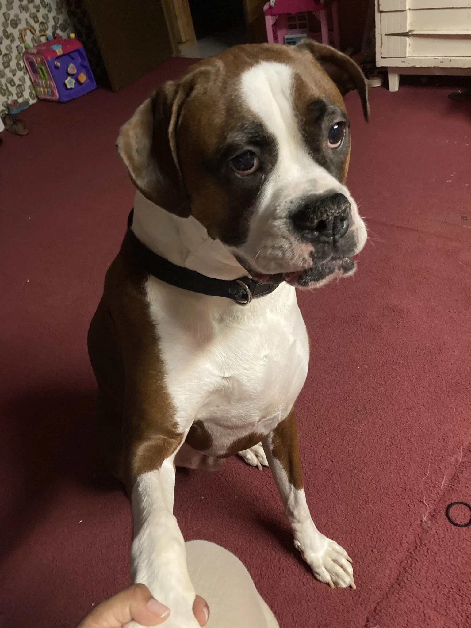 Chapo has been a blessing to our family.