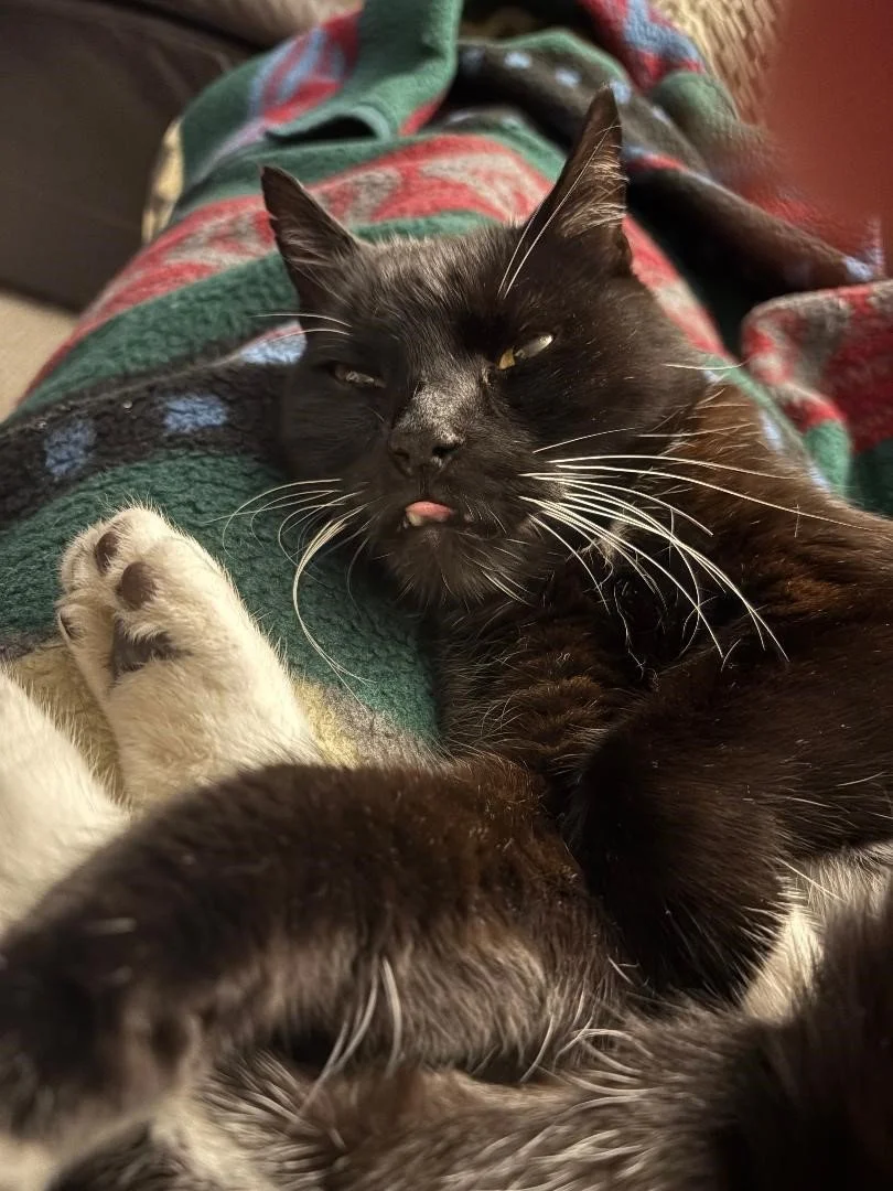 I am eternally grateful to anyone who is generous enough to donate to Simba's surgery.