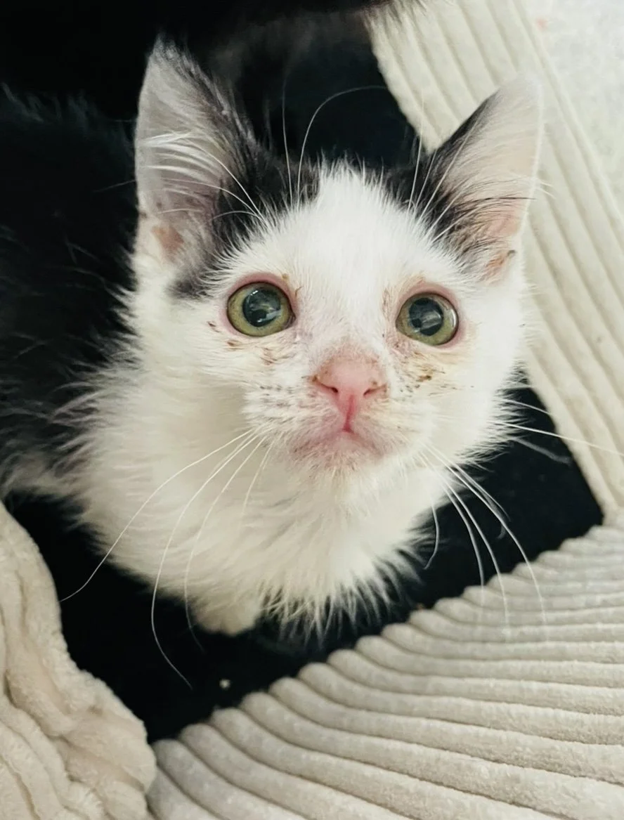 We are forever grateful for the support for our sweet Murphy boy!