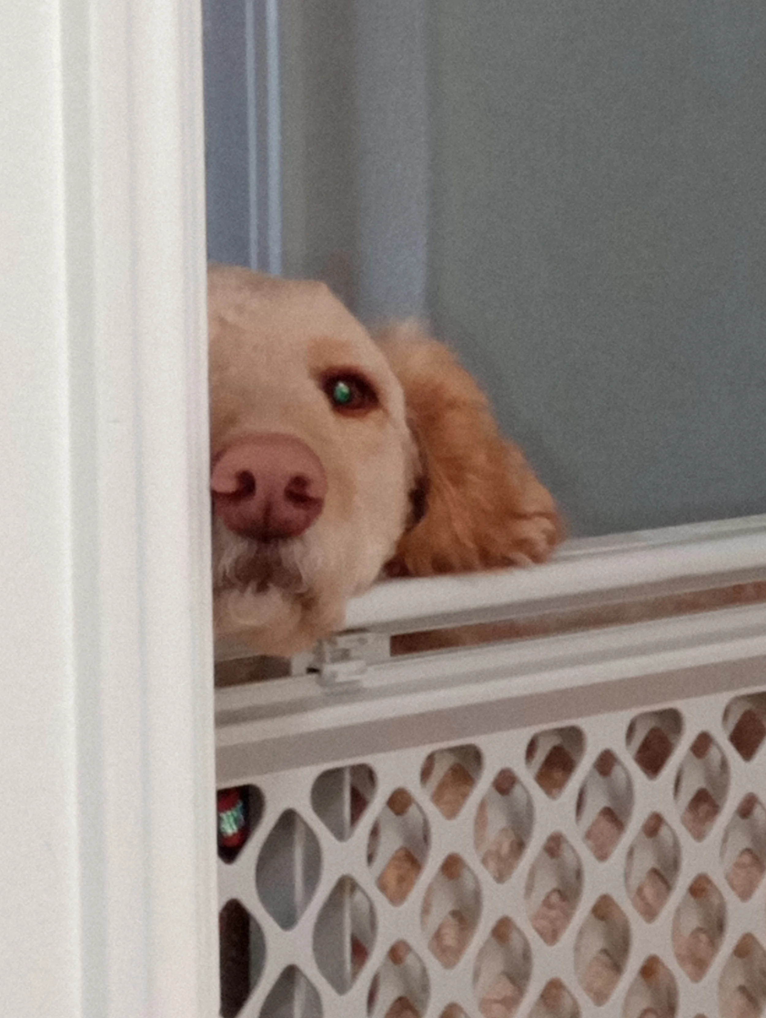 Thank you for helping Lug Nut.