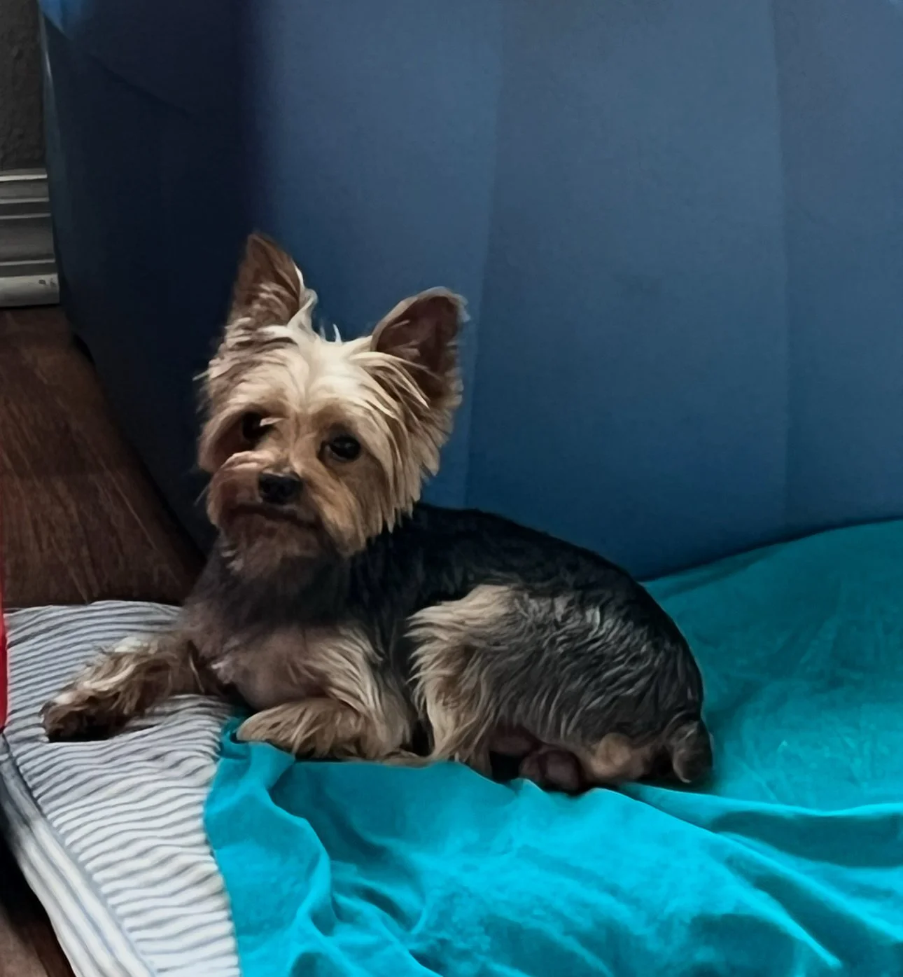 Thank you for helping save Nipsey.