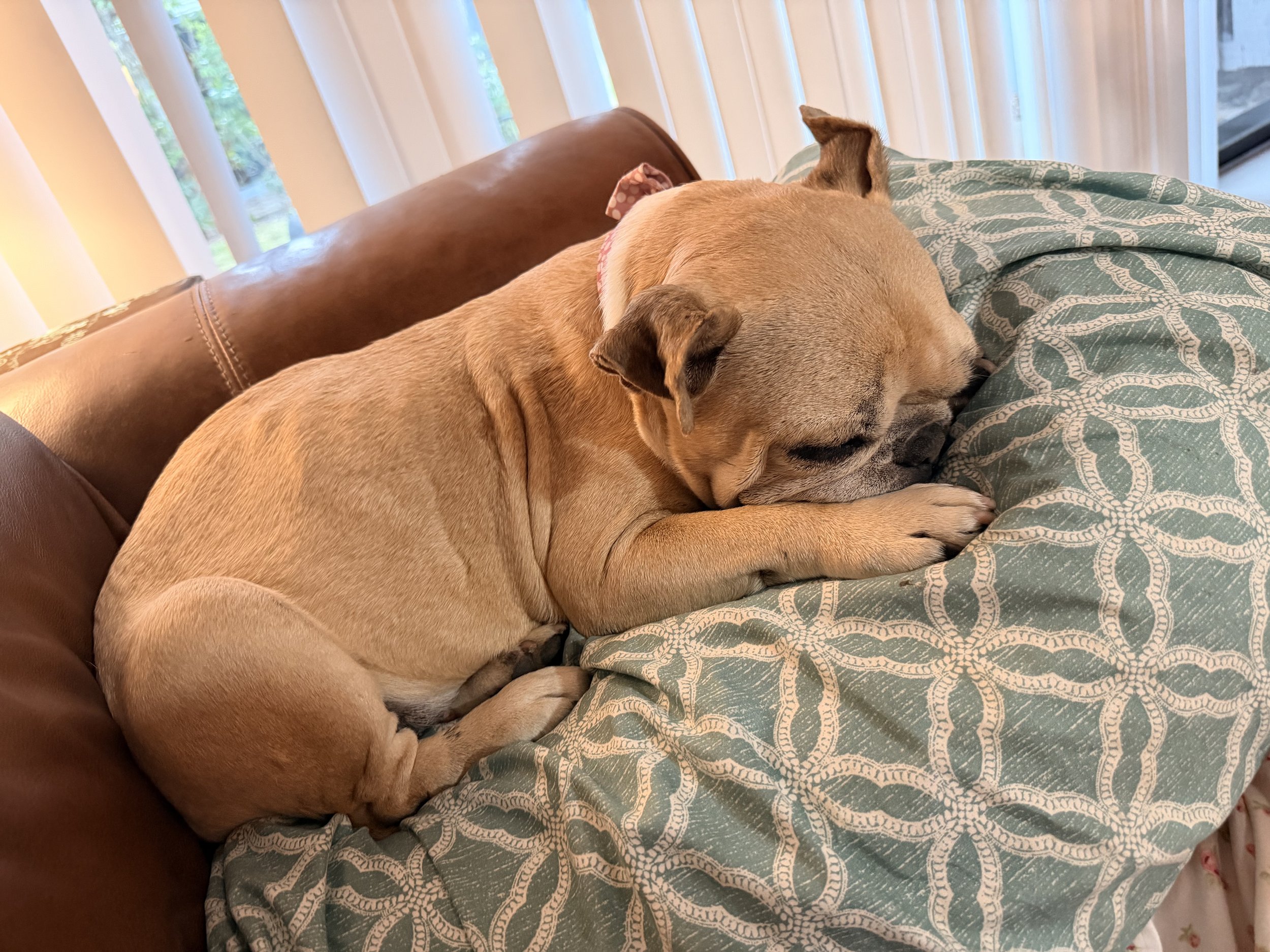 Lucy is not just my dog she is my family, my constant companion, and a survivor