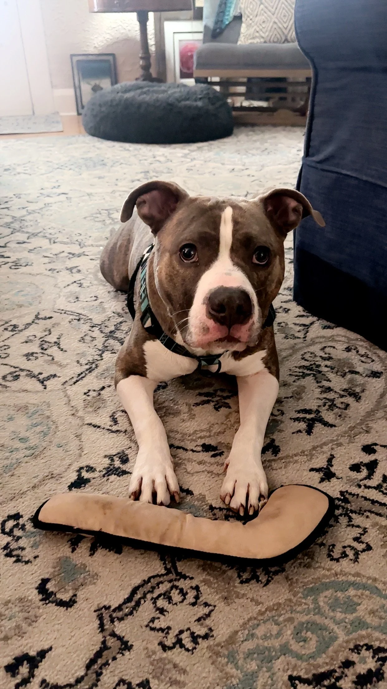 Thank you for saving Taz!