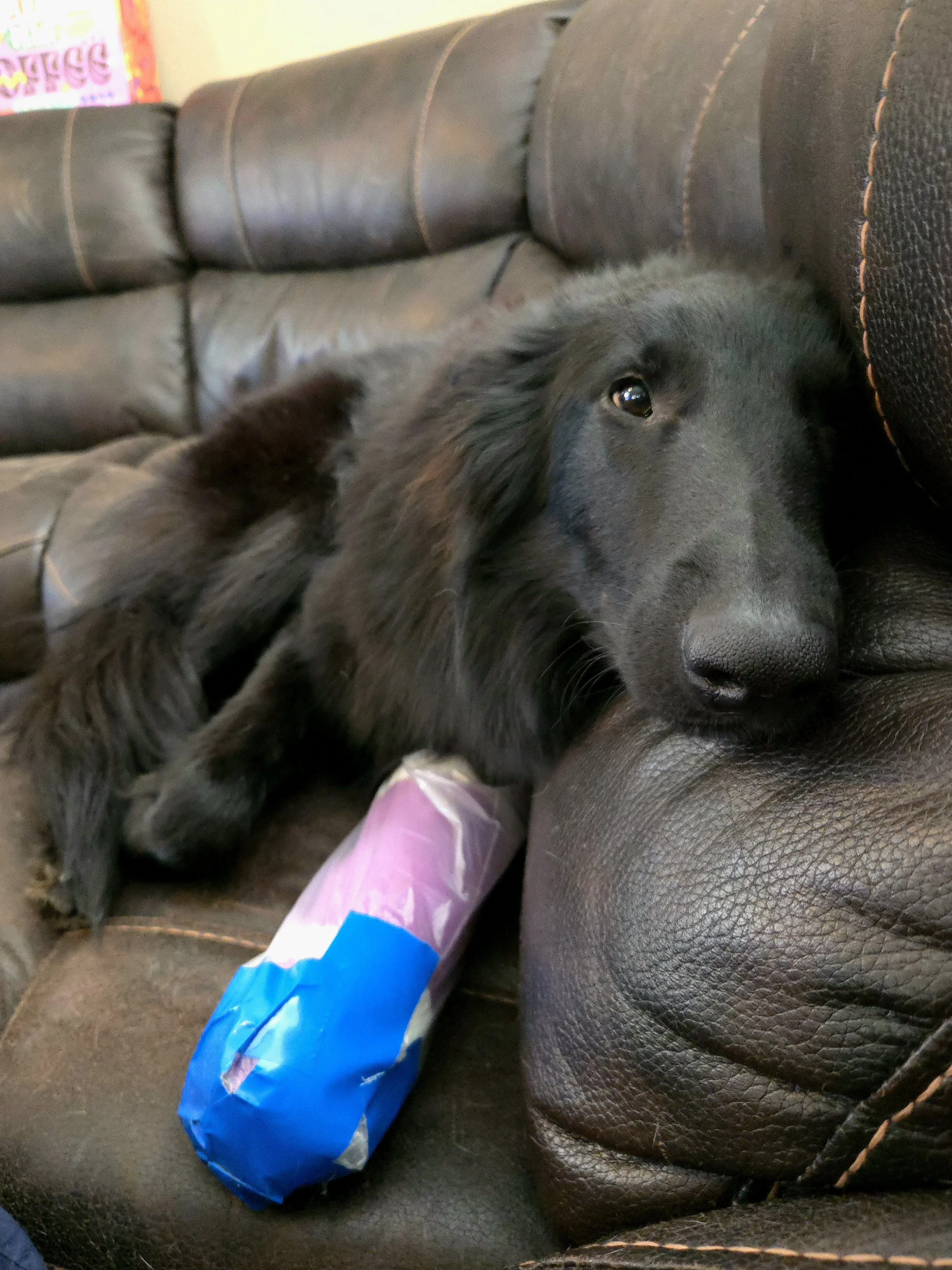 Zozo is a sweet 10-month-old Belgian Sheepdog 