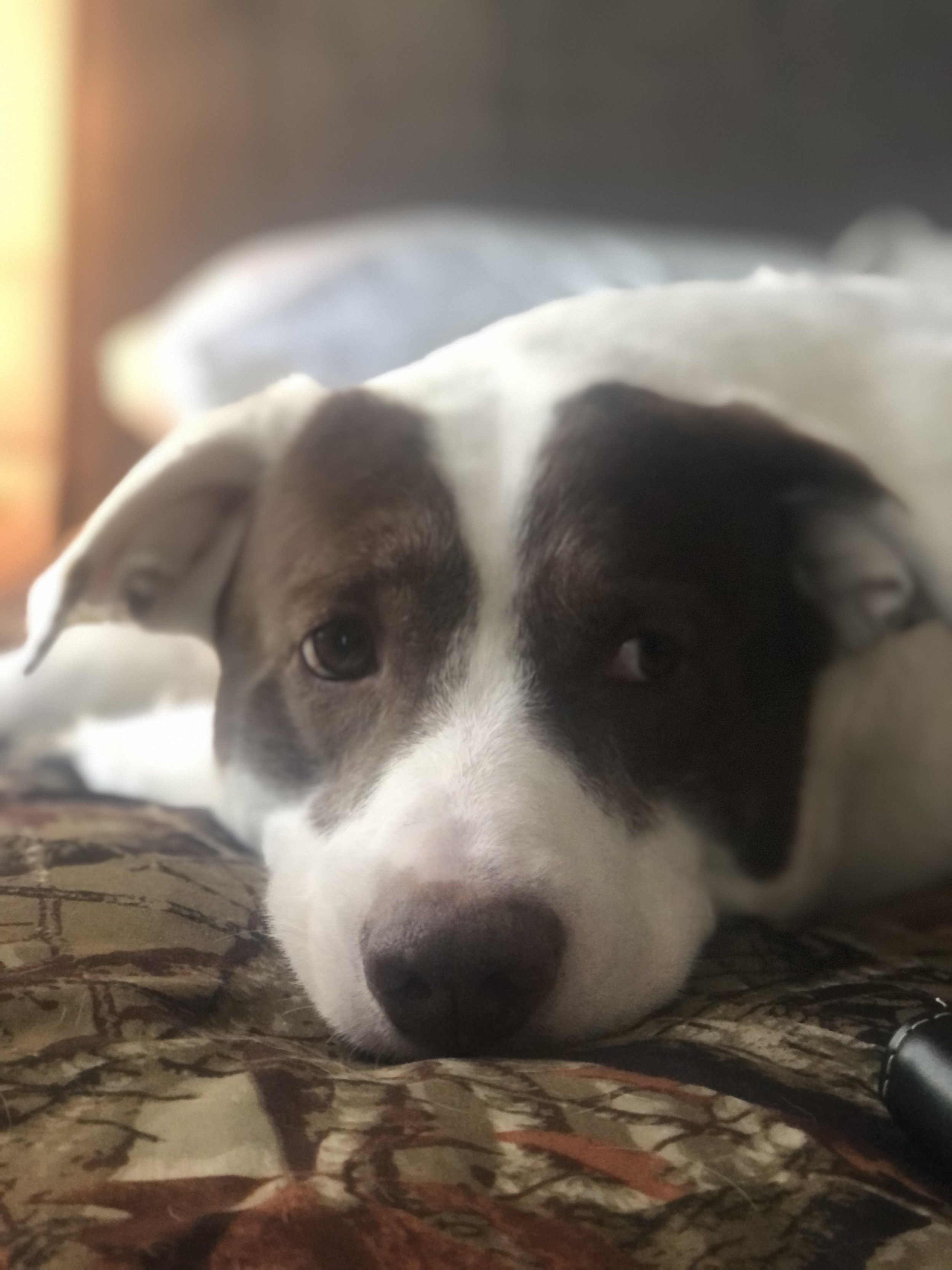 Ranger is not our pet, he is family.