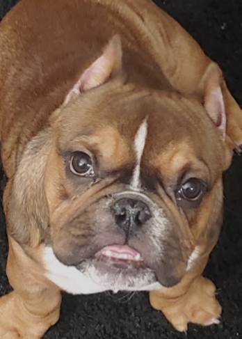 Thanks to you, Remy will soon be recovering and able to enjoy life again.