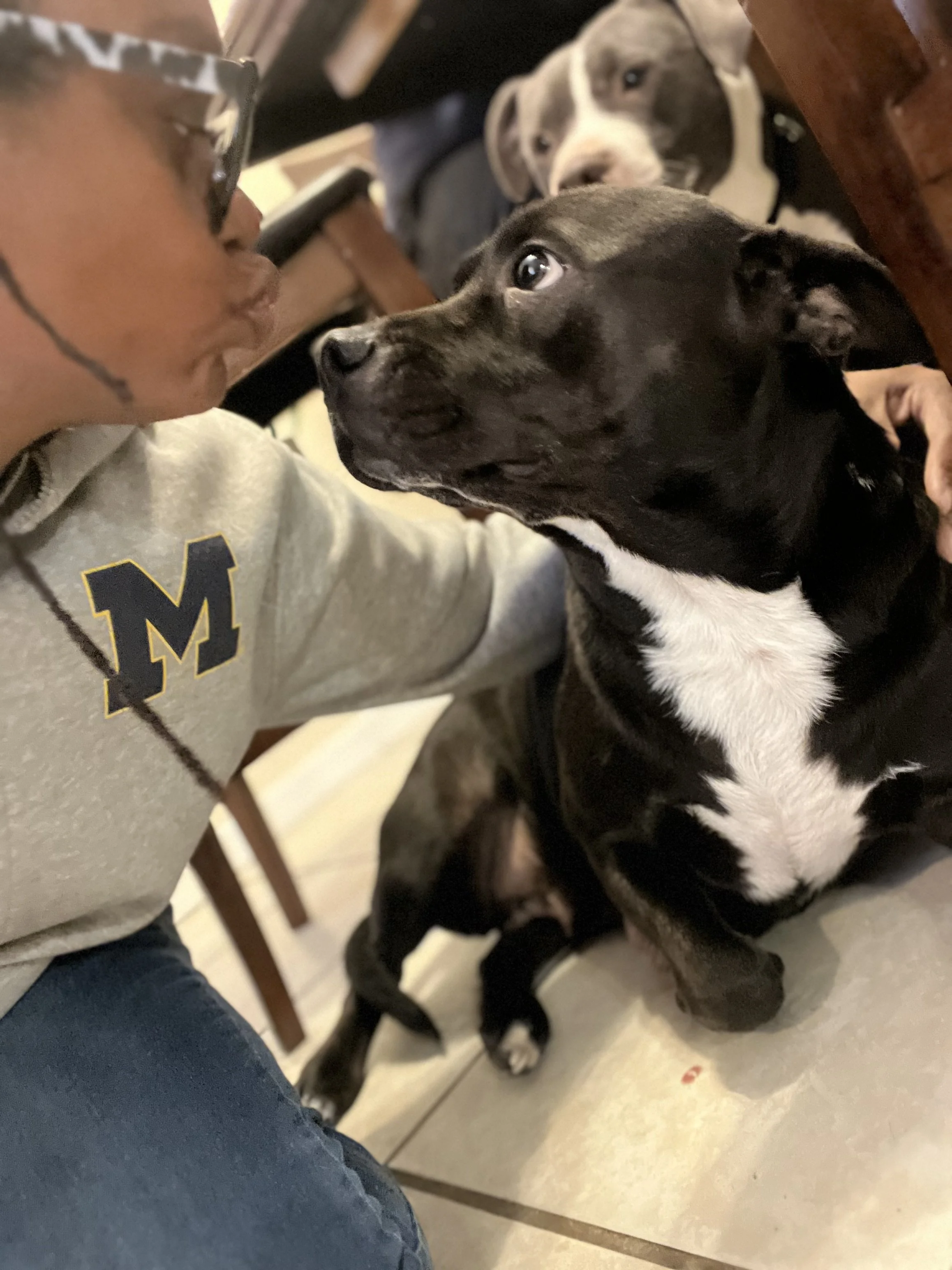 Nova is my six‑year‑old dog and a deeply loved part of our family's life. 