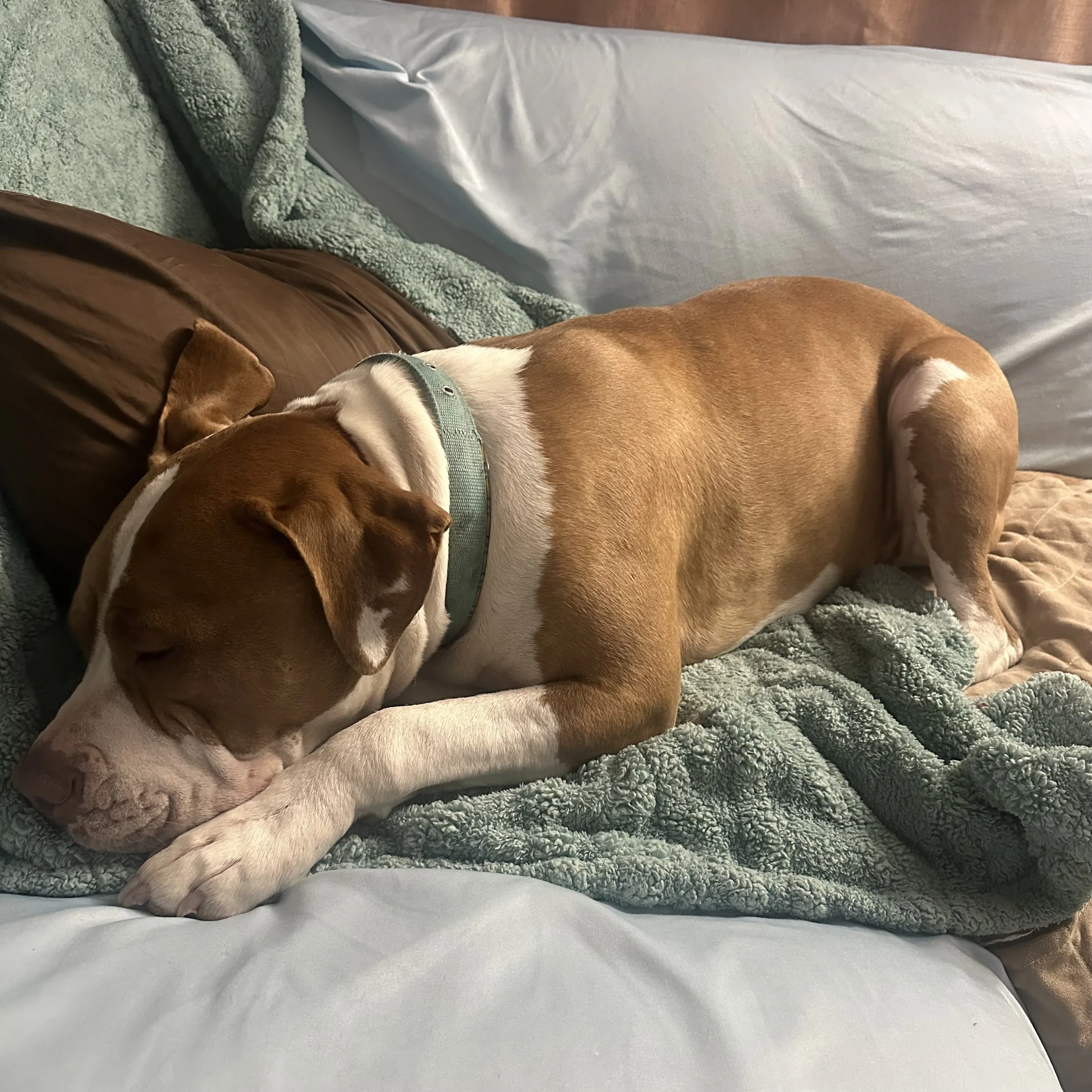 Rig is only 3 years old and has so much life still ahead of him.