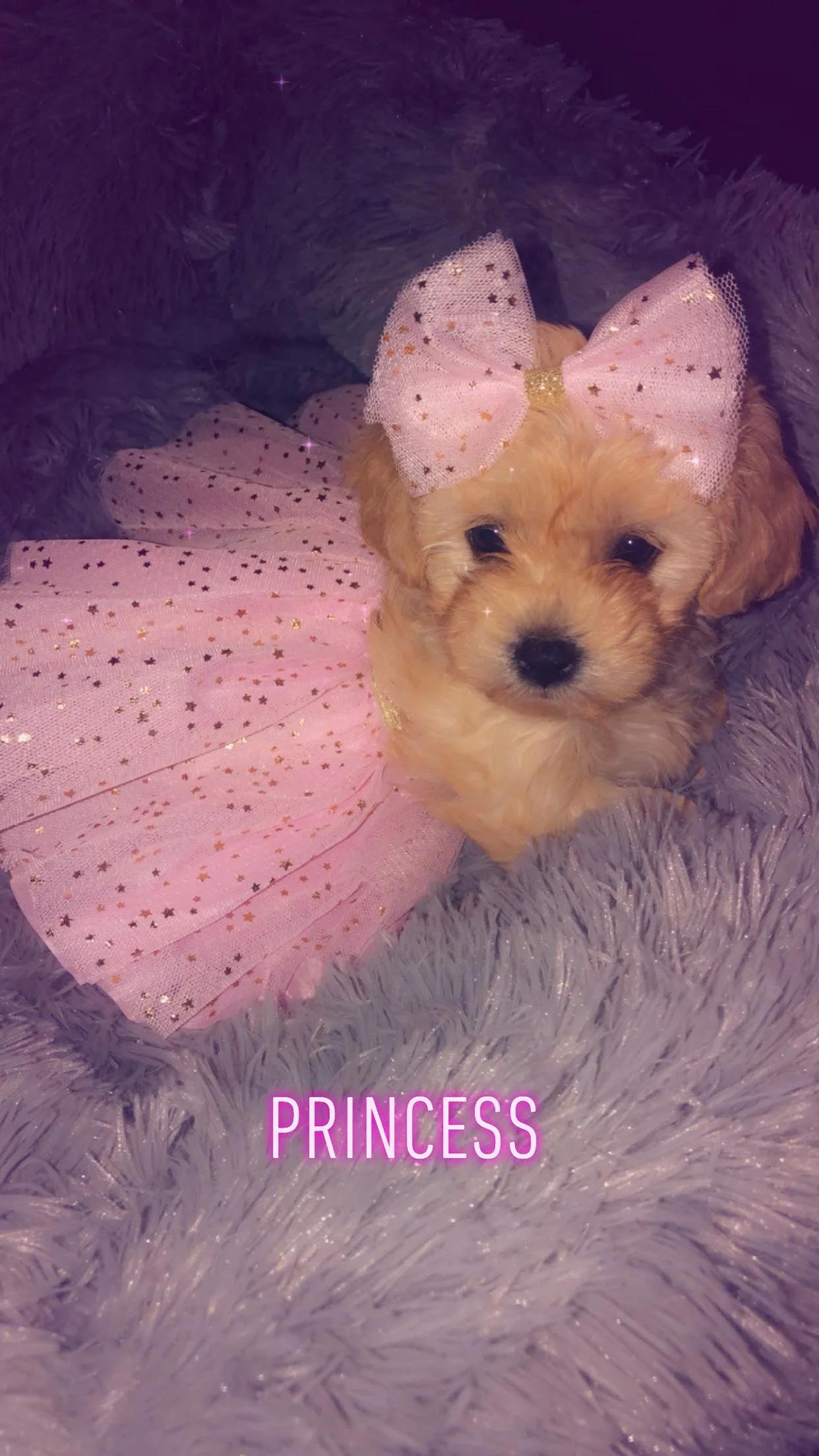 Princess is not just my dog she is a beloved member of my family