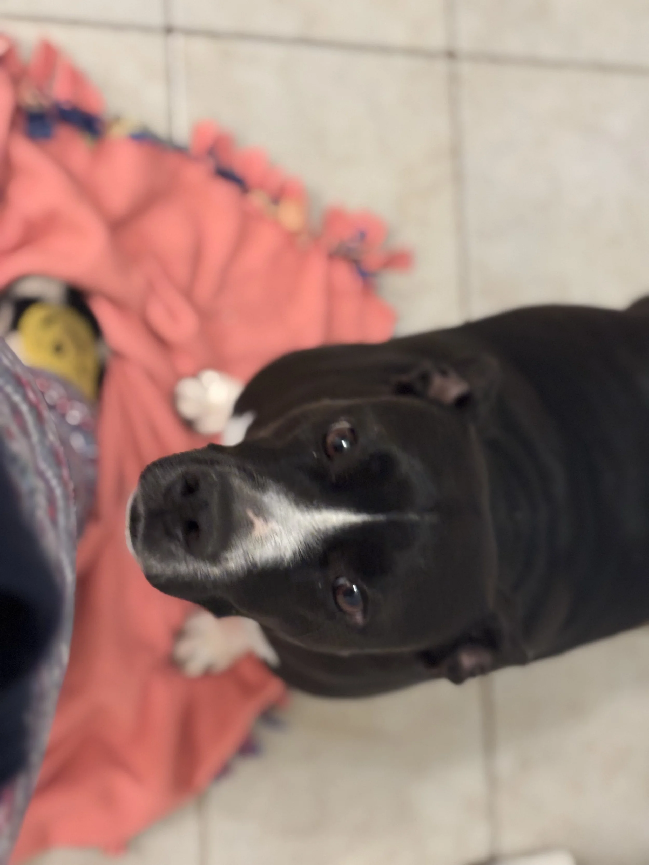 Athena is my emotional support animal. 