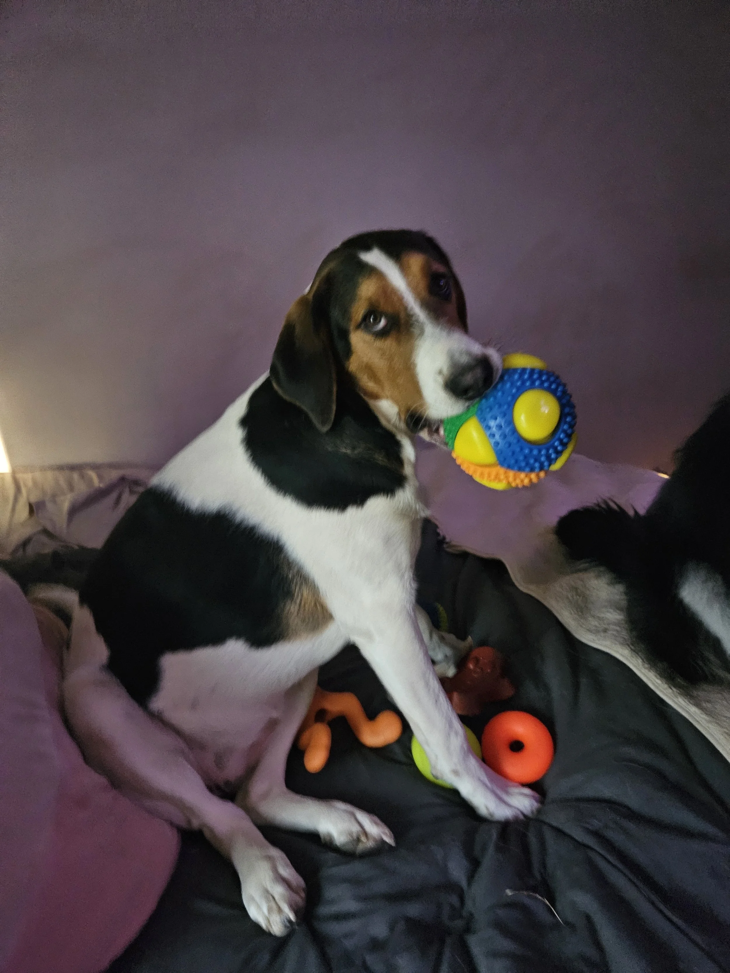 Thank you so very much for supporting Gemma