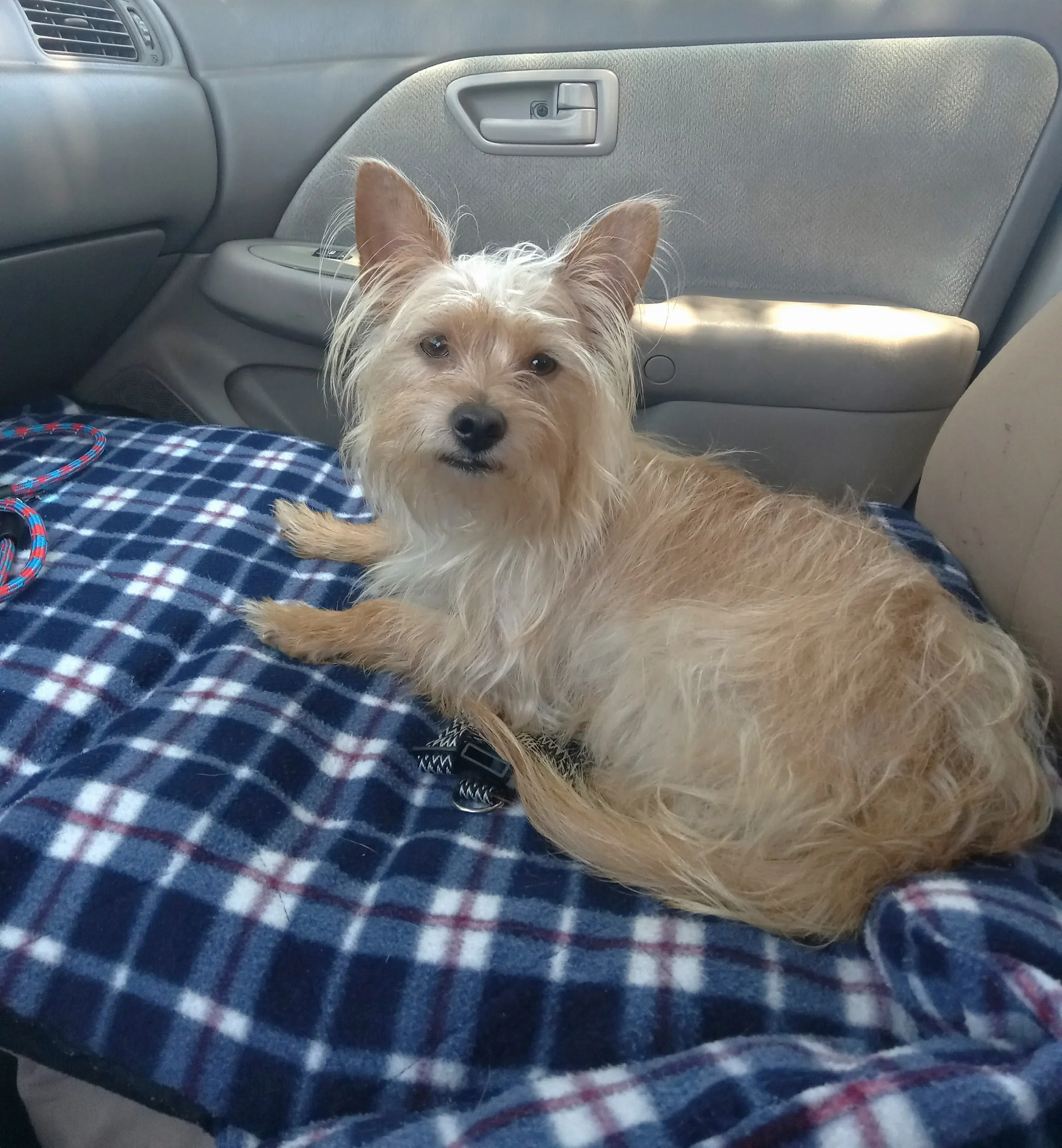 Thank you for helping Miko!