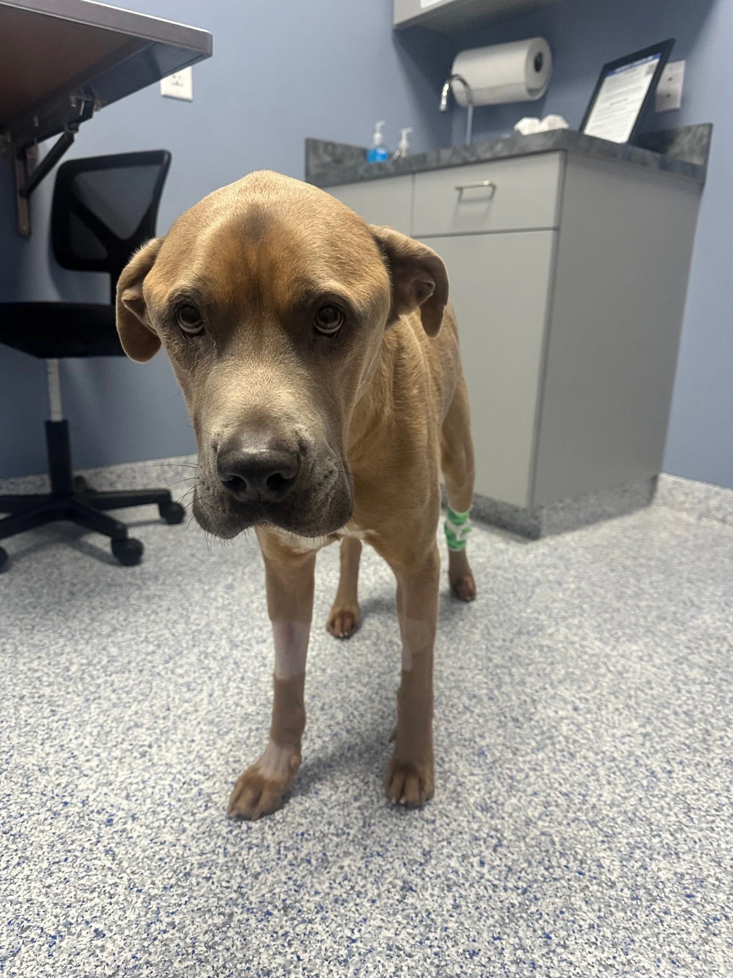 Kygo is not just our dog — he is our everything.