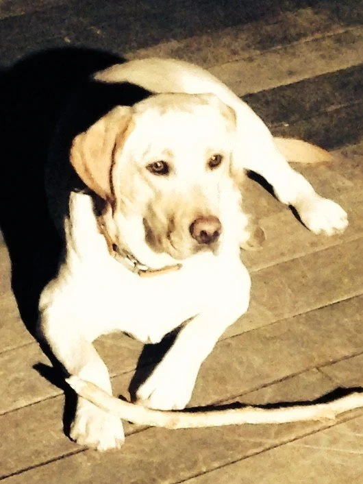 In Loving Memory of Henri