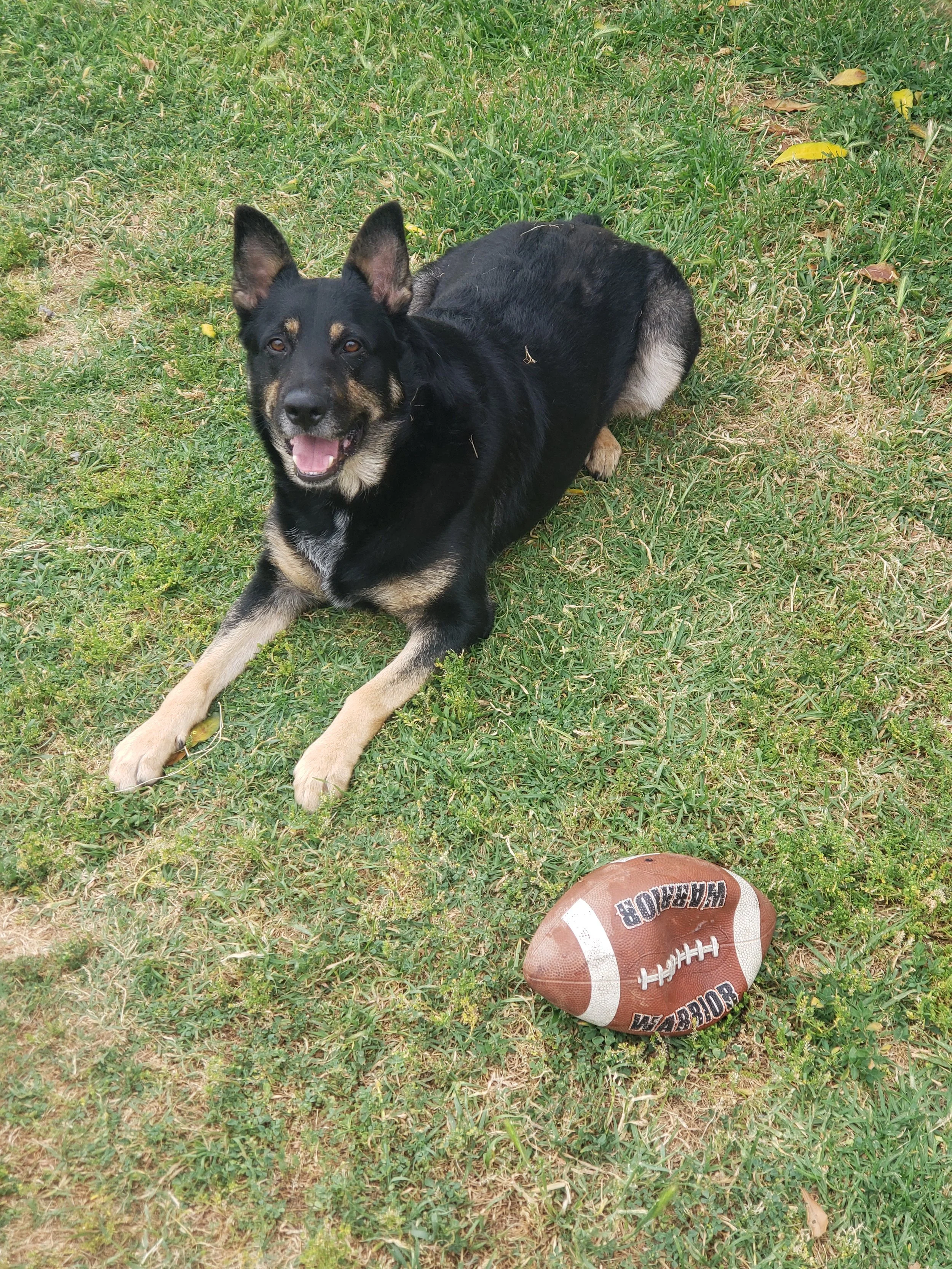 The only thing I've had constantly at my side is Sammy.