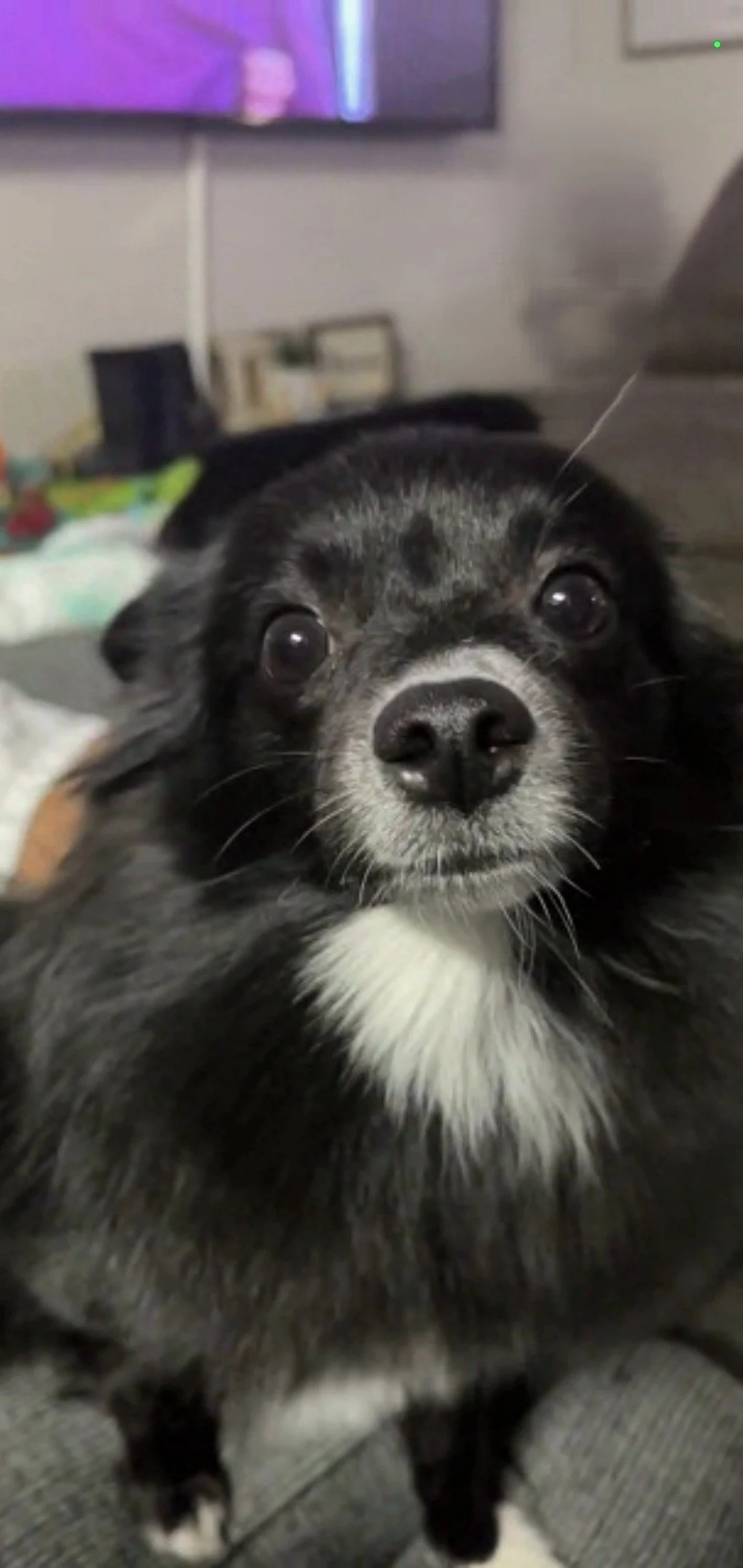 Laci is not just my dog- she is literally my everything.