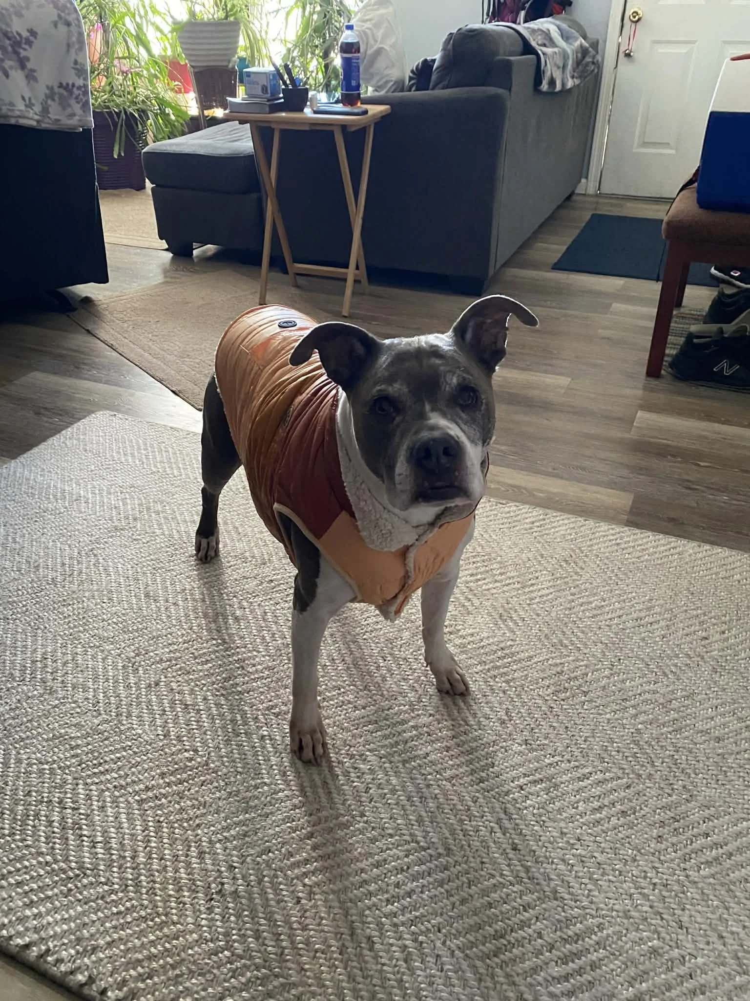 This organization saved my Gypsea from cancerous tumors.