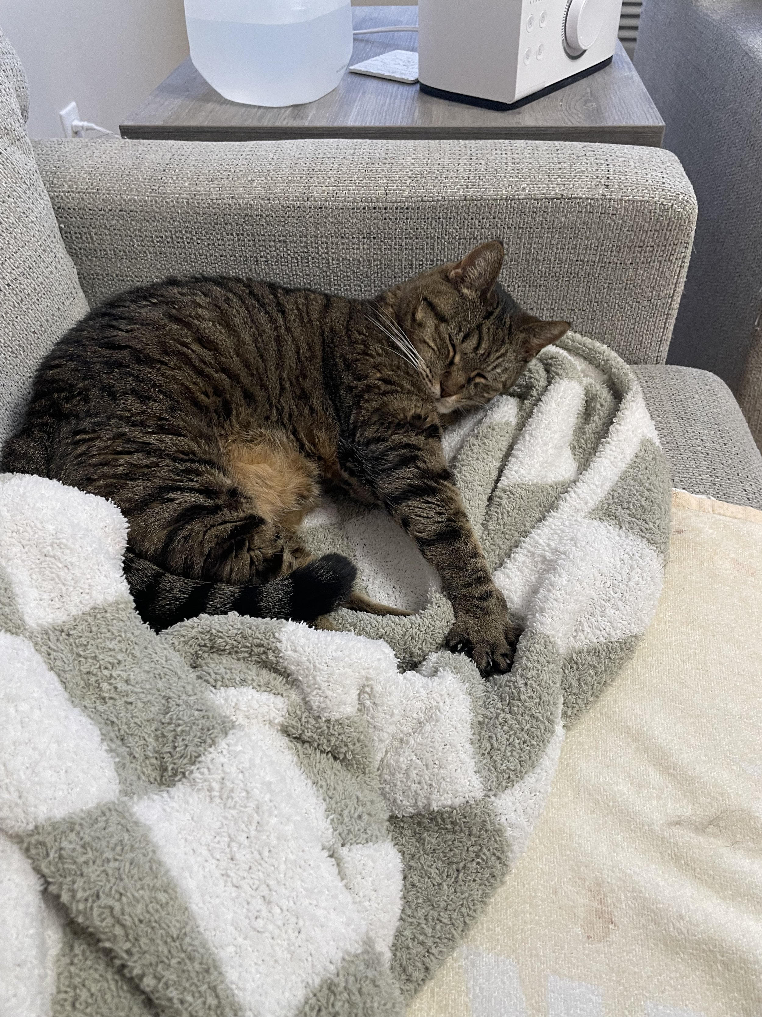 Thank you for helping save Gorgeous!