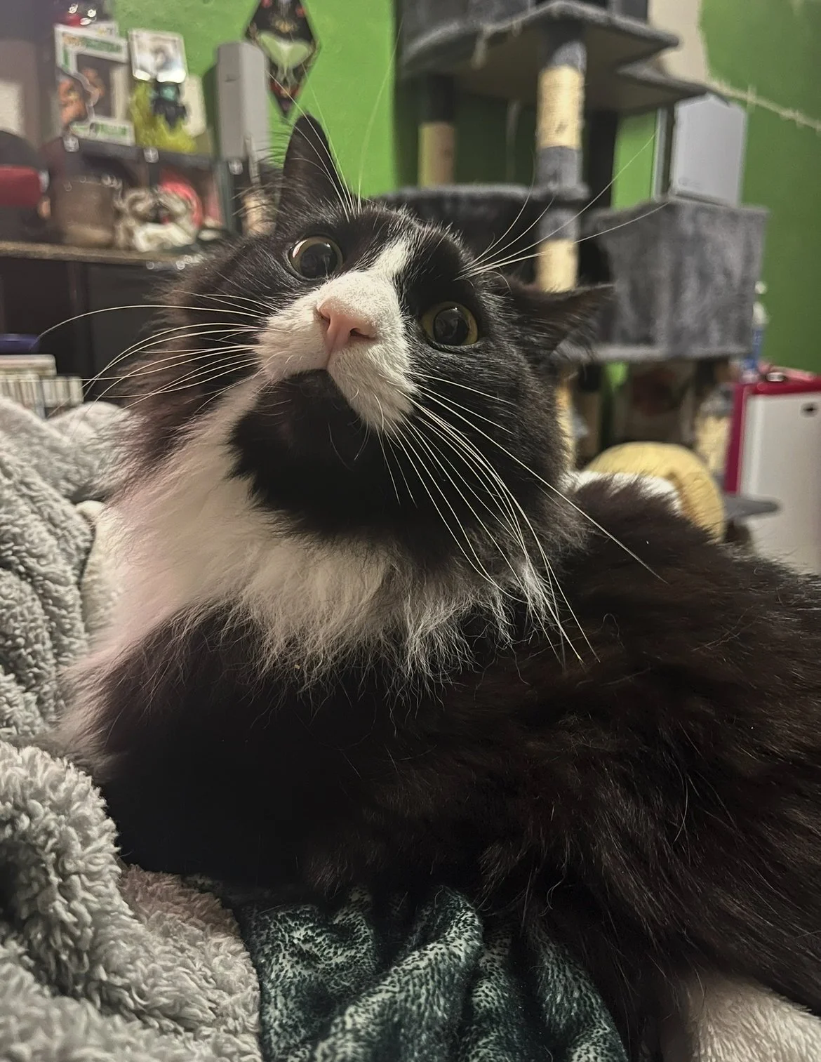 Thank you for helping Kaiju!