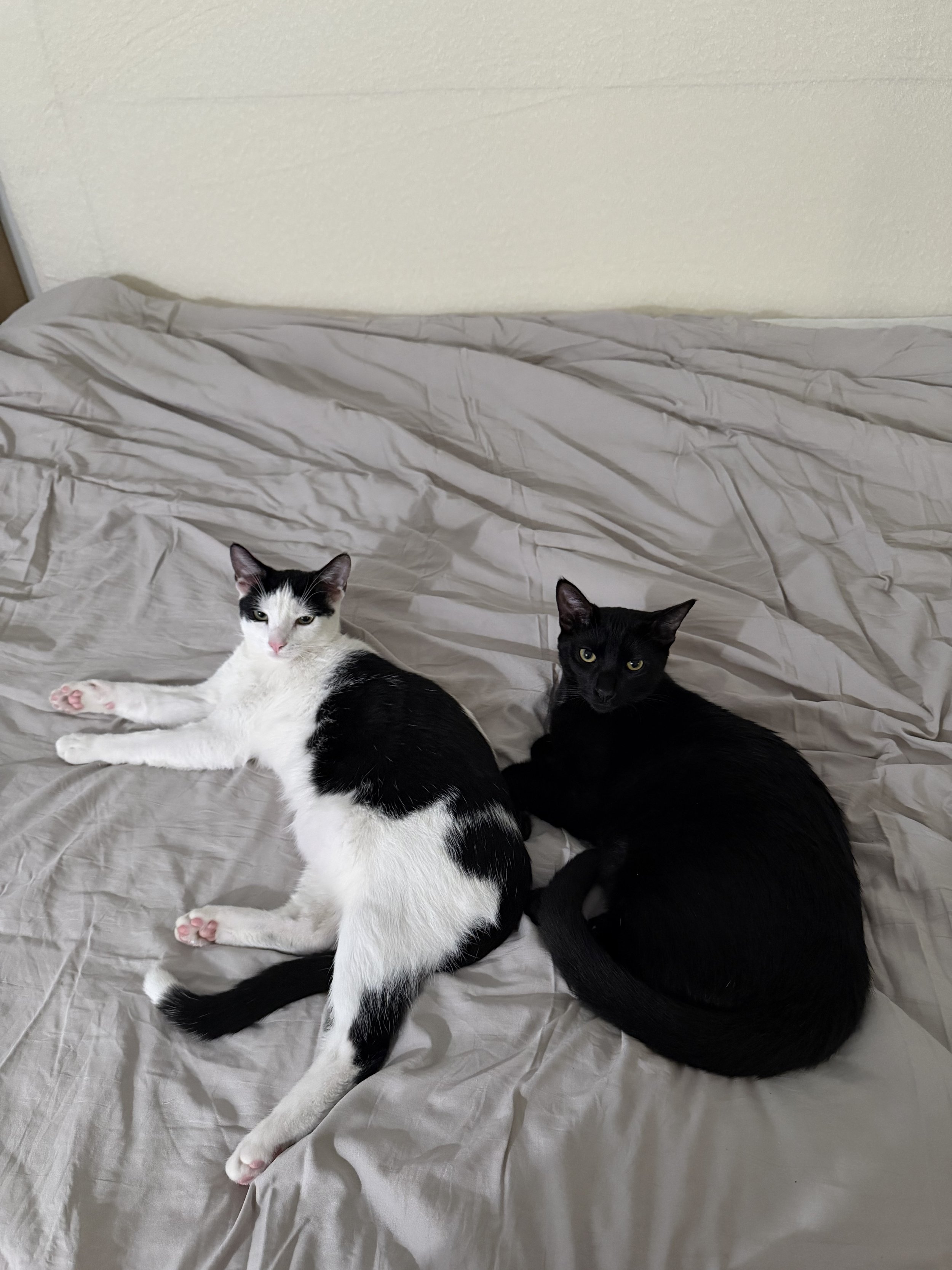 T'Challa means everything to me.