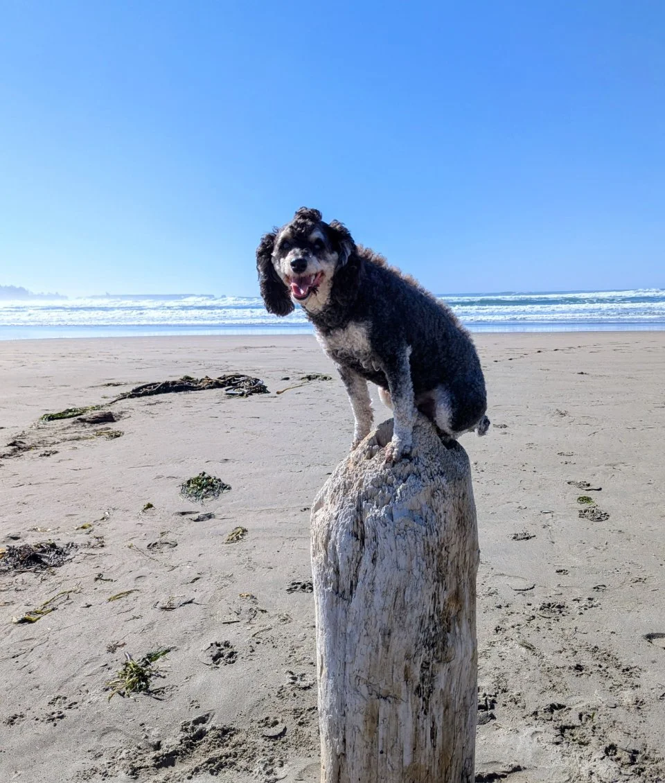 Shadow needs surgery to live a better, pain-free life